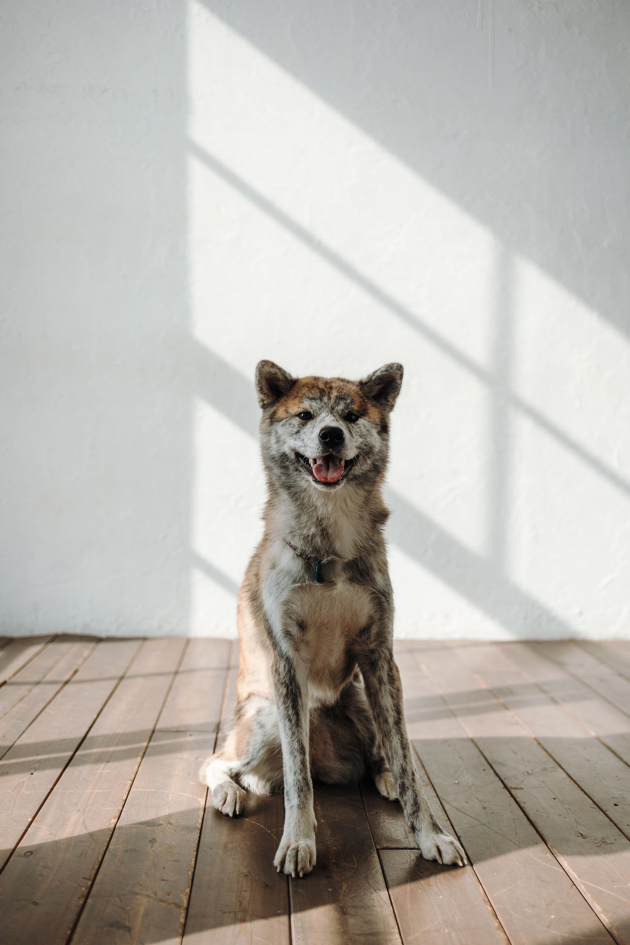 Настя и Айри. Фотограф — Анималист | Санкт-Петербург