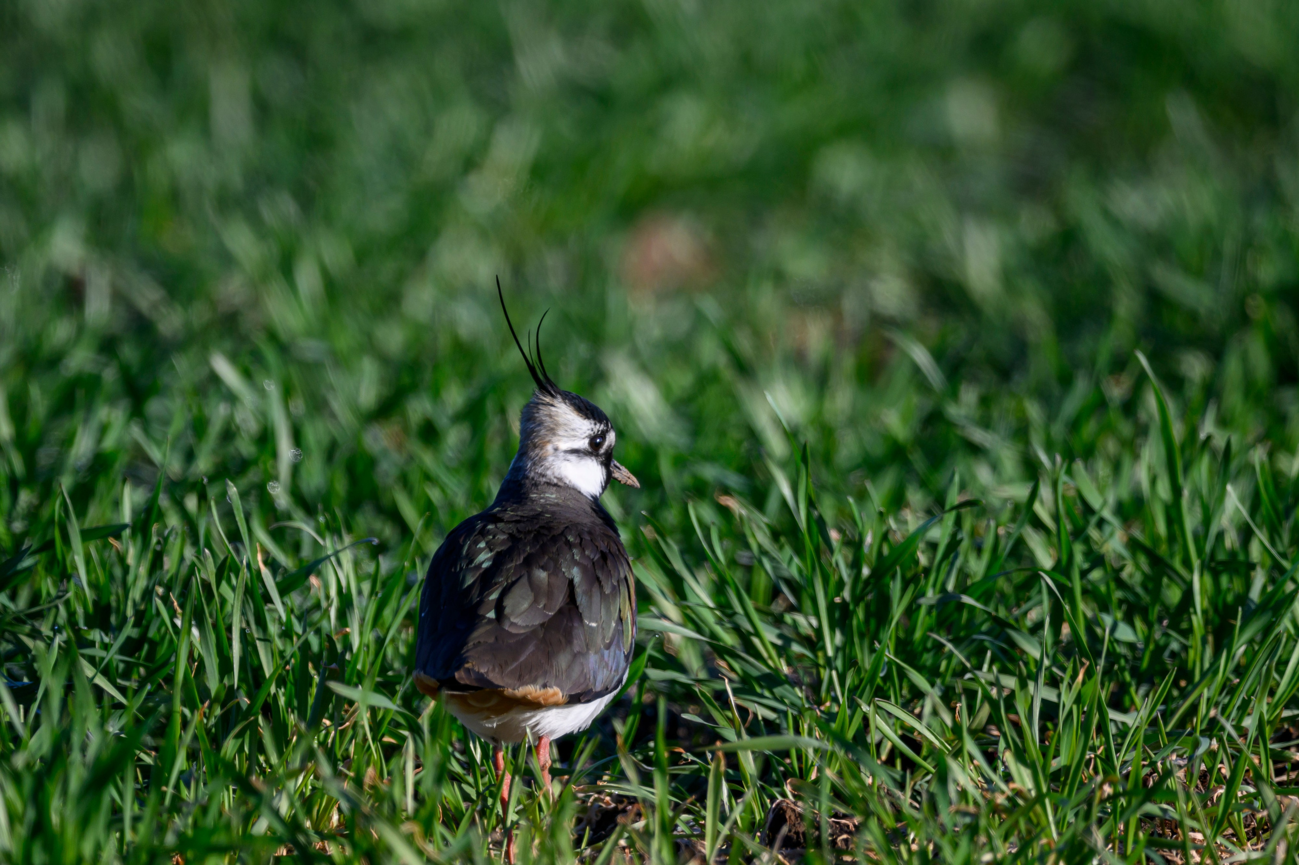 Большой кроншнеп и гуси. Фотограф Сергей Пупонин