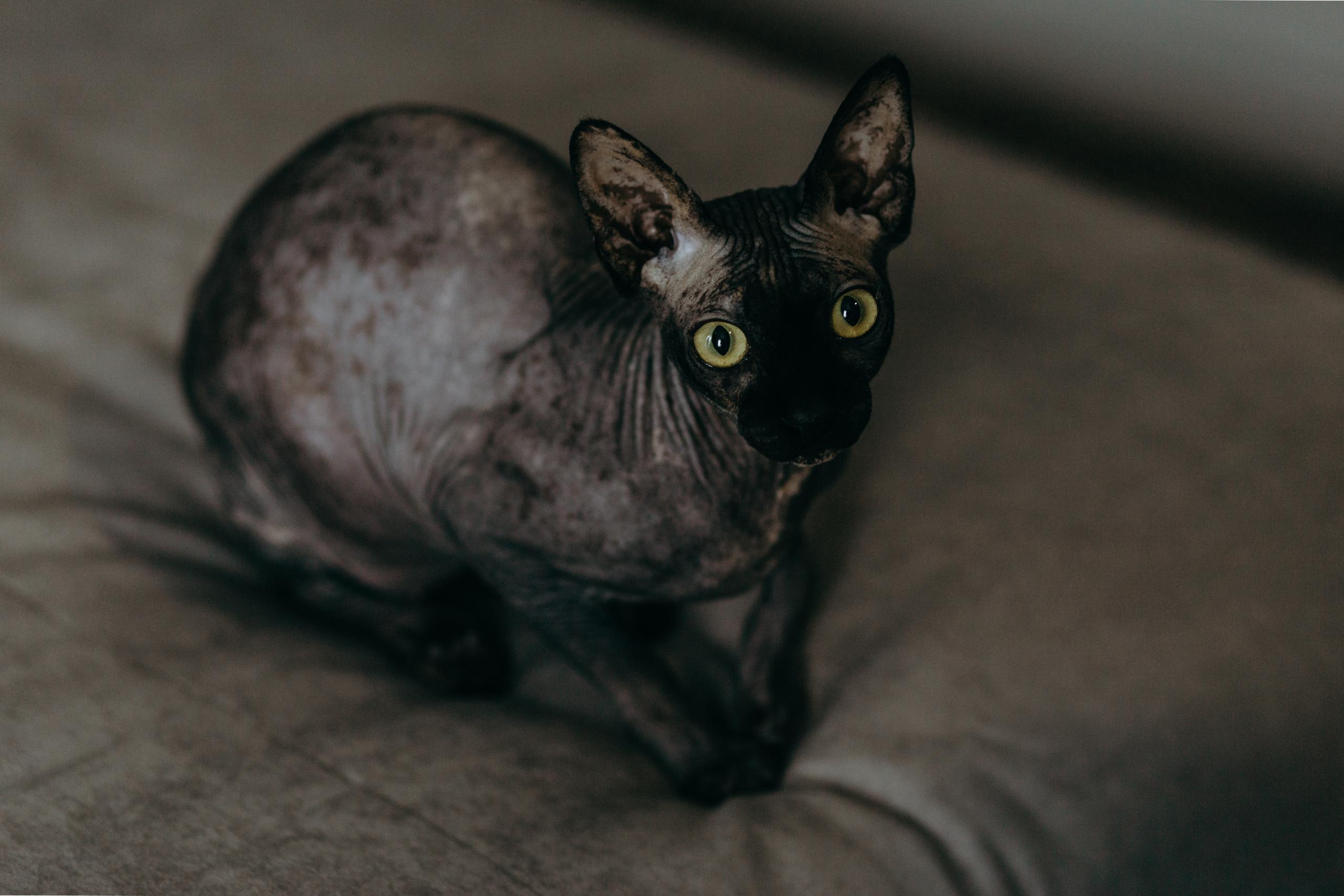 Дмитрий и Екатерина. Репортажный и свадебный фотограф в Москве Лена Таращенко