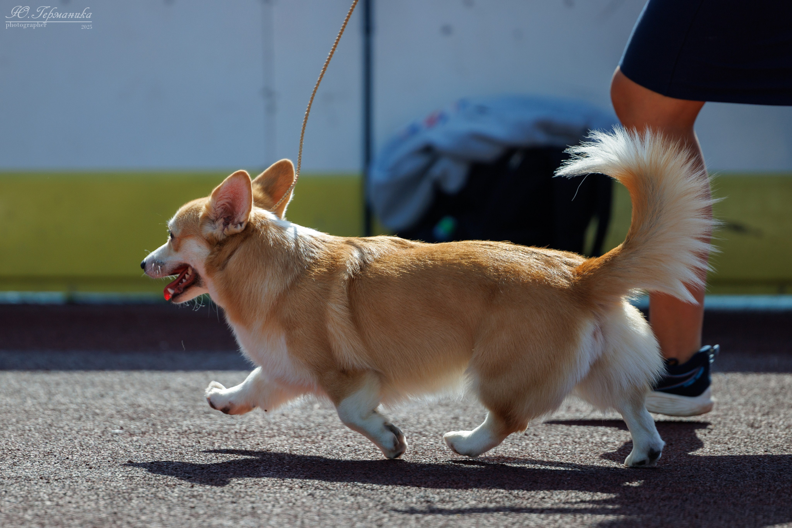 Коломна 30.08.2025. Фотограф-анималист Юлия Германика