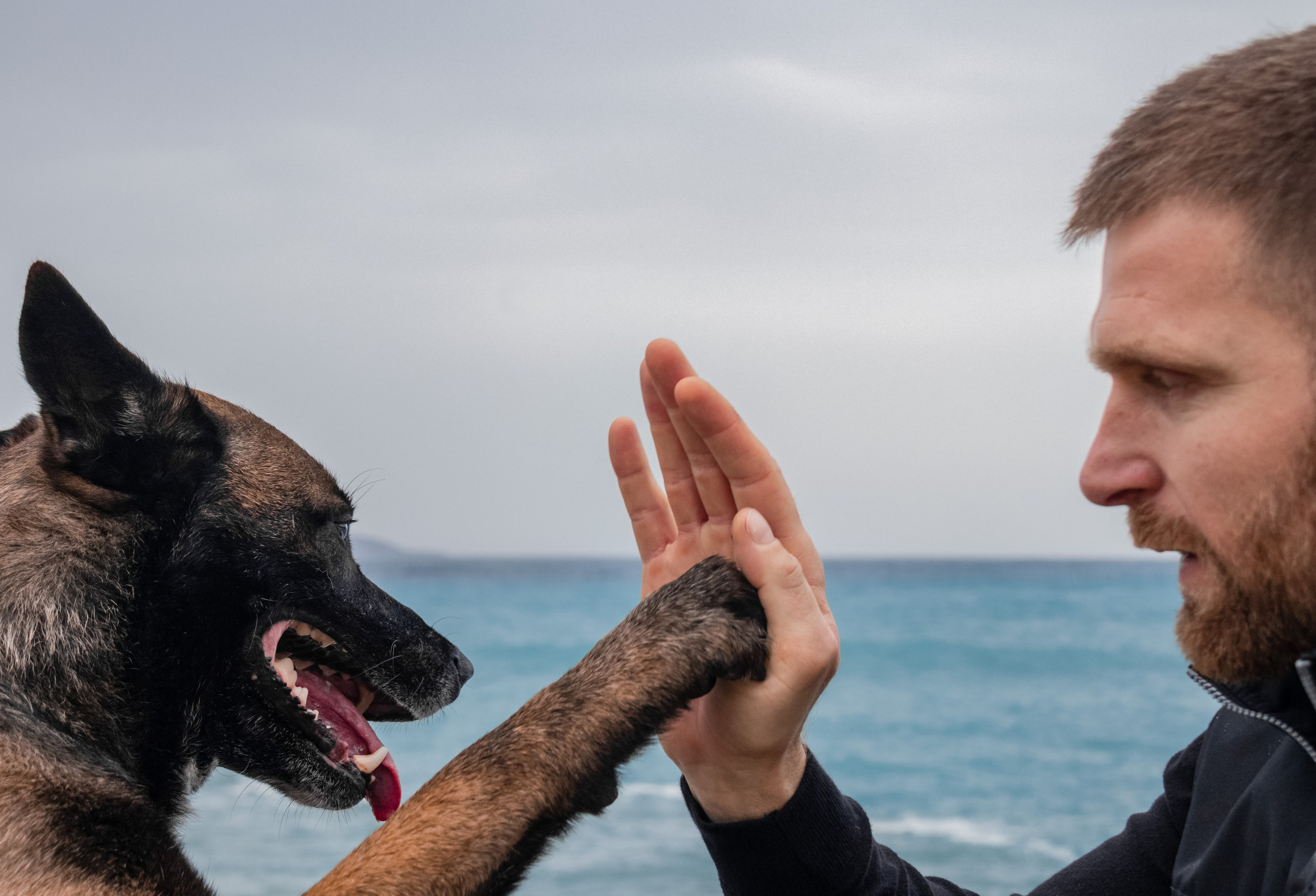 Photoshoot with a dog in Montenegro. Portrait photographer in Tivat Montenegro Katerina Kirsanova