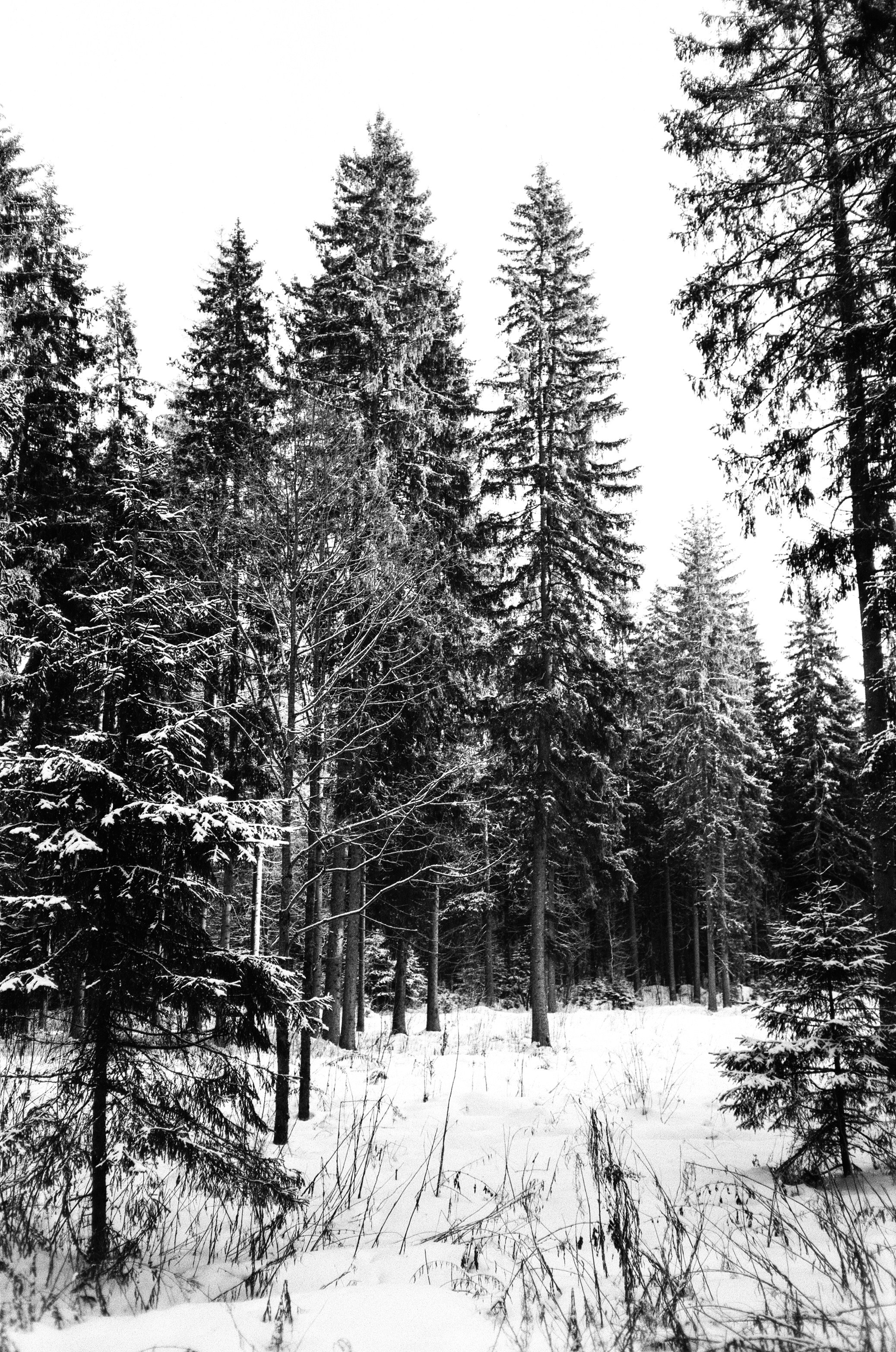 Nikon Action Touch (L35AW) / SFL T-25 / Давыдовское