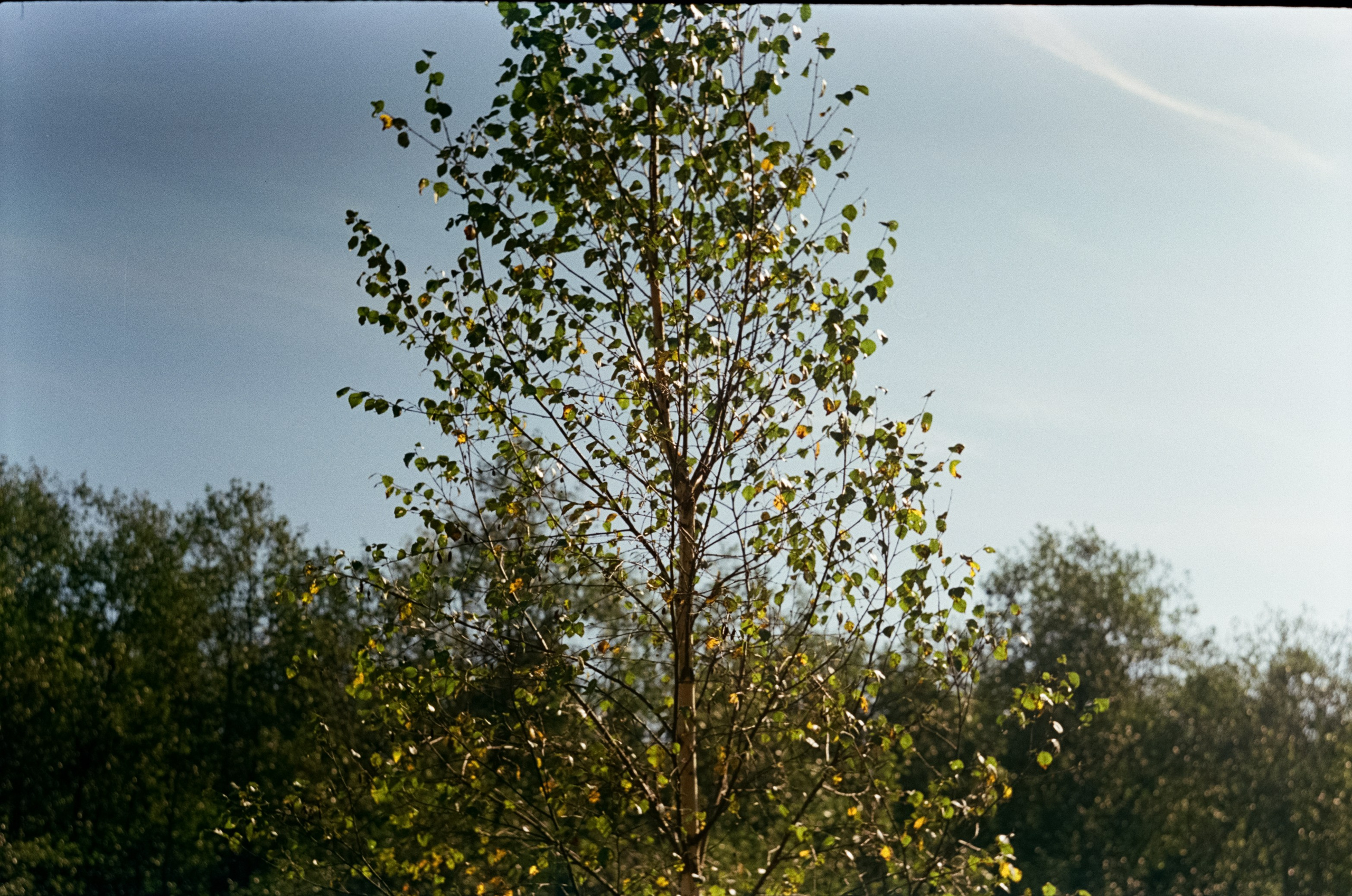 Edixa-MAT REFLEX Mod.D | Carl Zeiss Jena Biotar 58 mm f2 T | SFL 250D