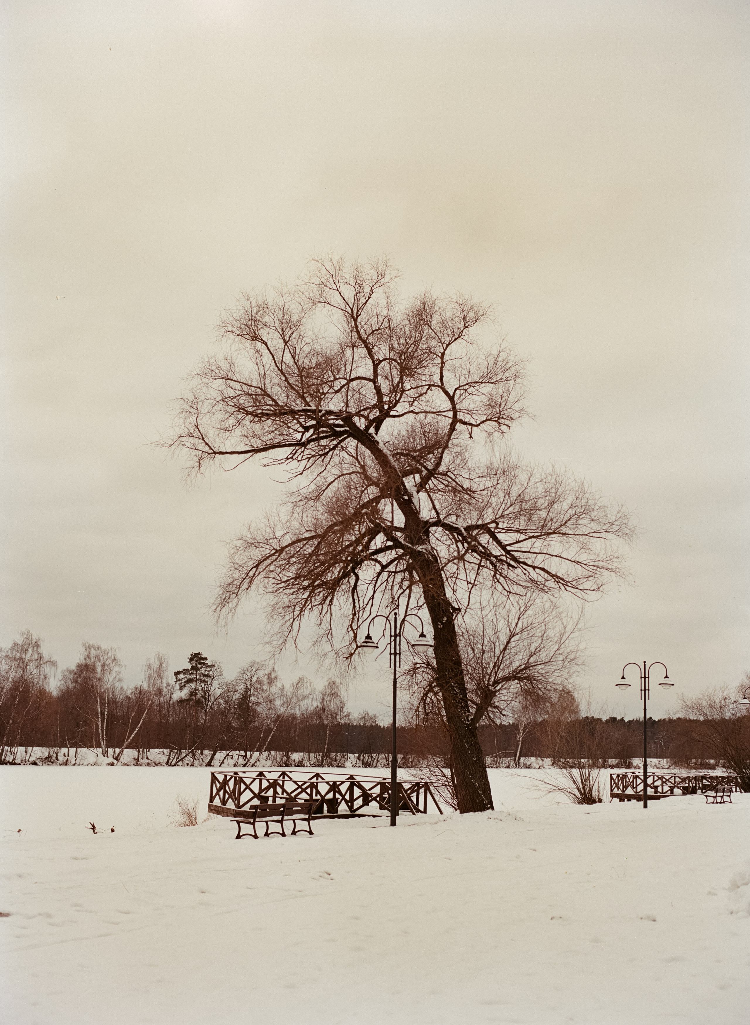 Mamiya-Sekor C 80mm f1.9