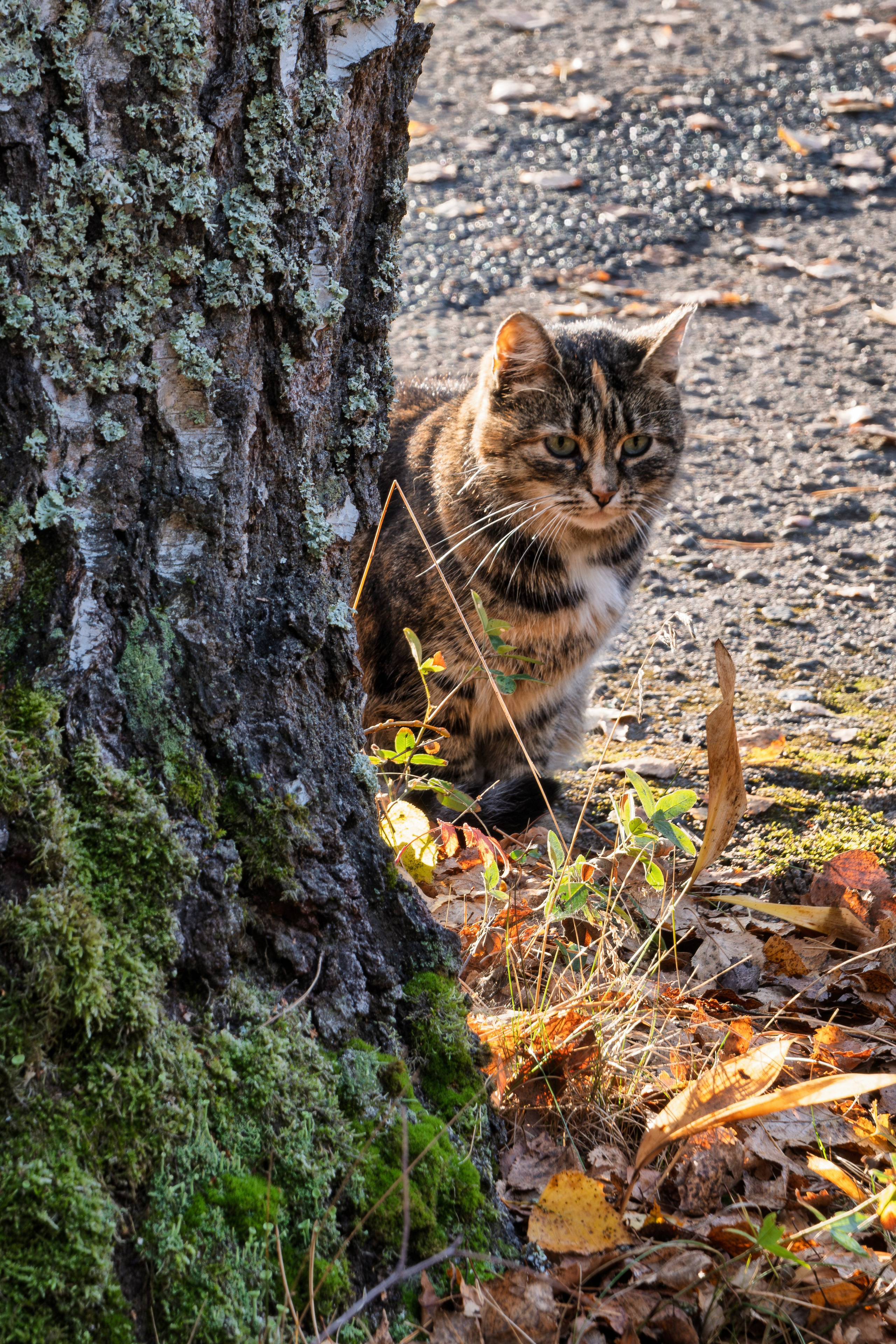 Голубые озера, Псковская область. Октябрь 2024. Фотограф Никифоров-Гордеев Сергей. Москва и МО