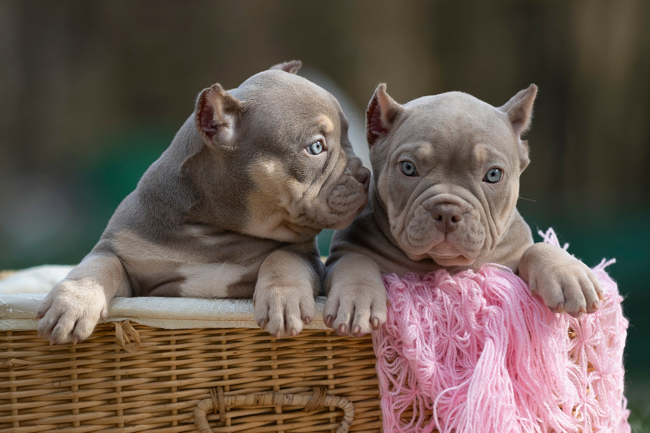 Американский Булли. Фотограф анималист, семейный фотограф, фотограф собак Комратова Мария. г. Москва