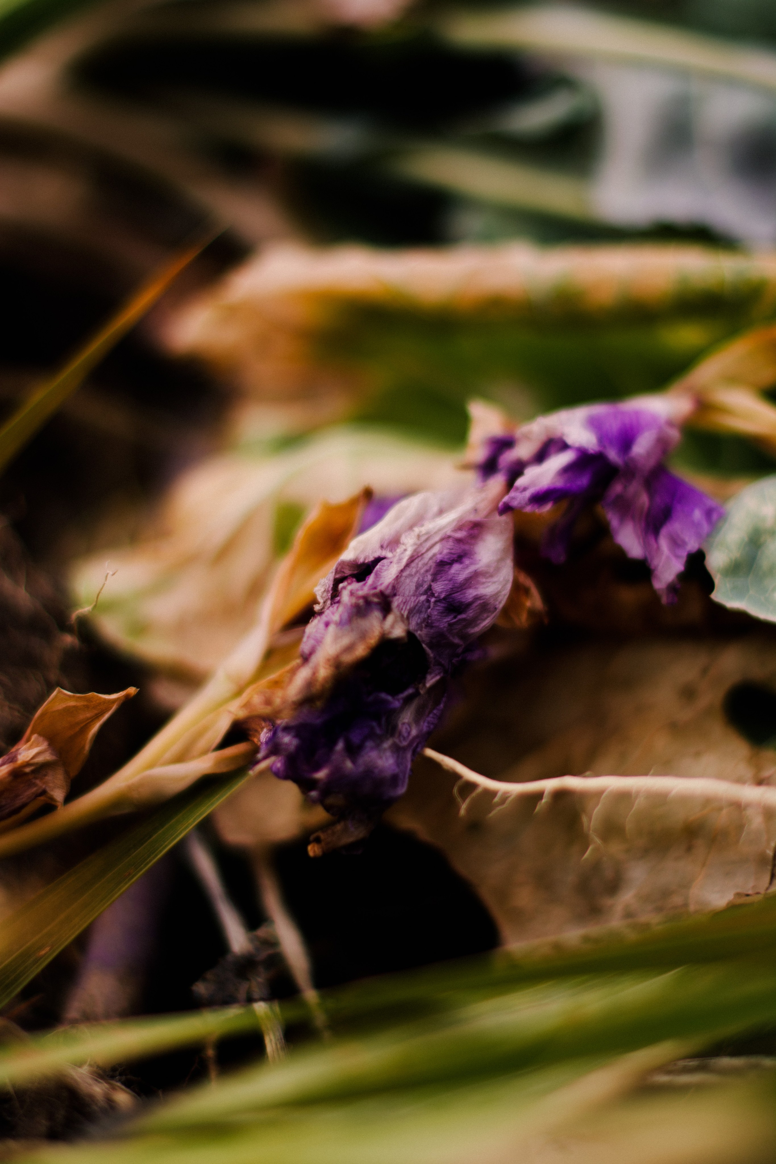 Flowers. Фотографирую искусство в Хабаровске