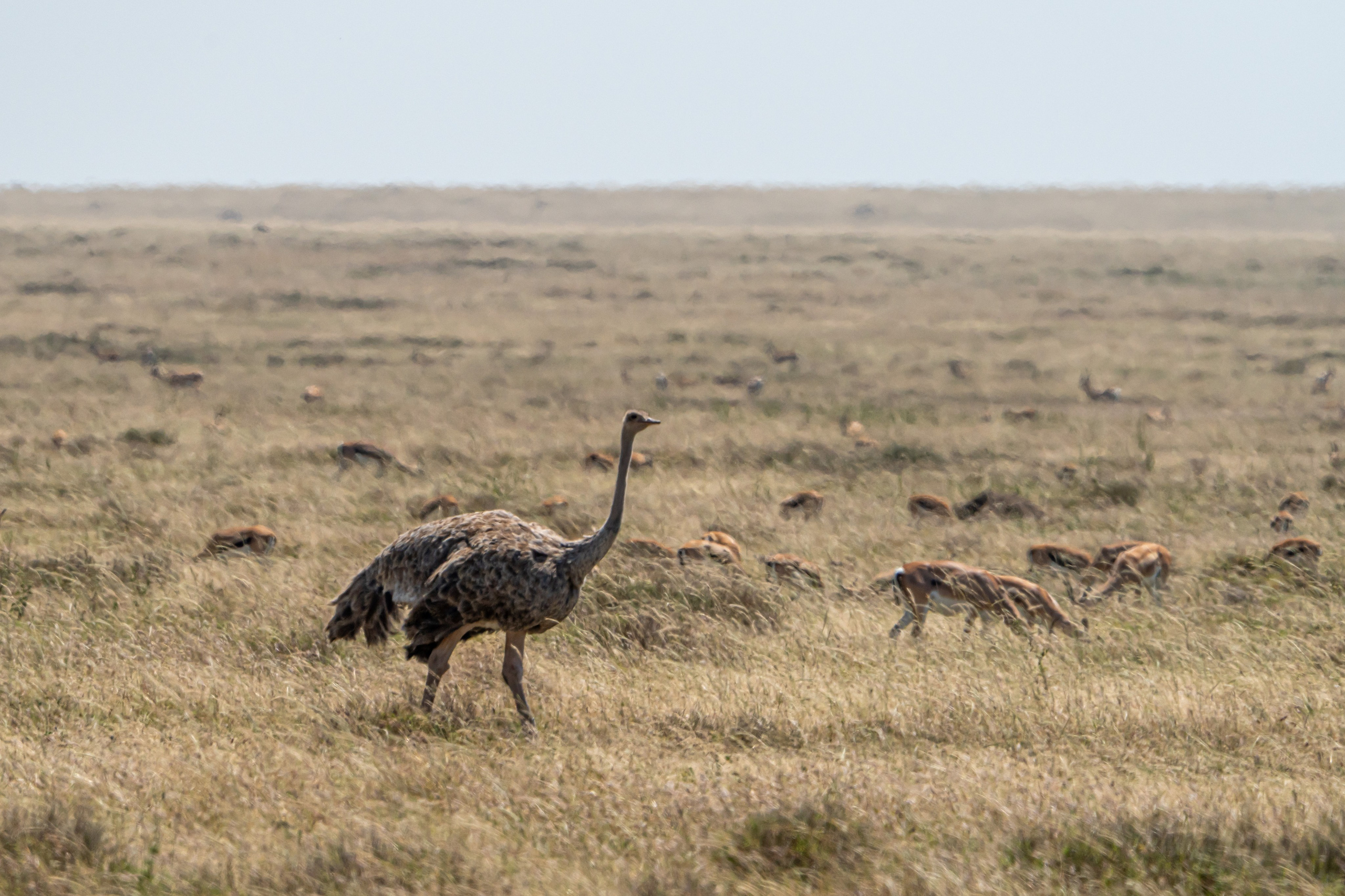 Танзания, сафари, 2025. Творческие сьемки