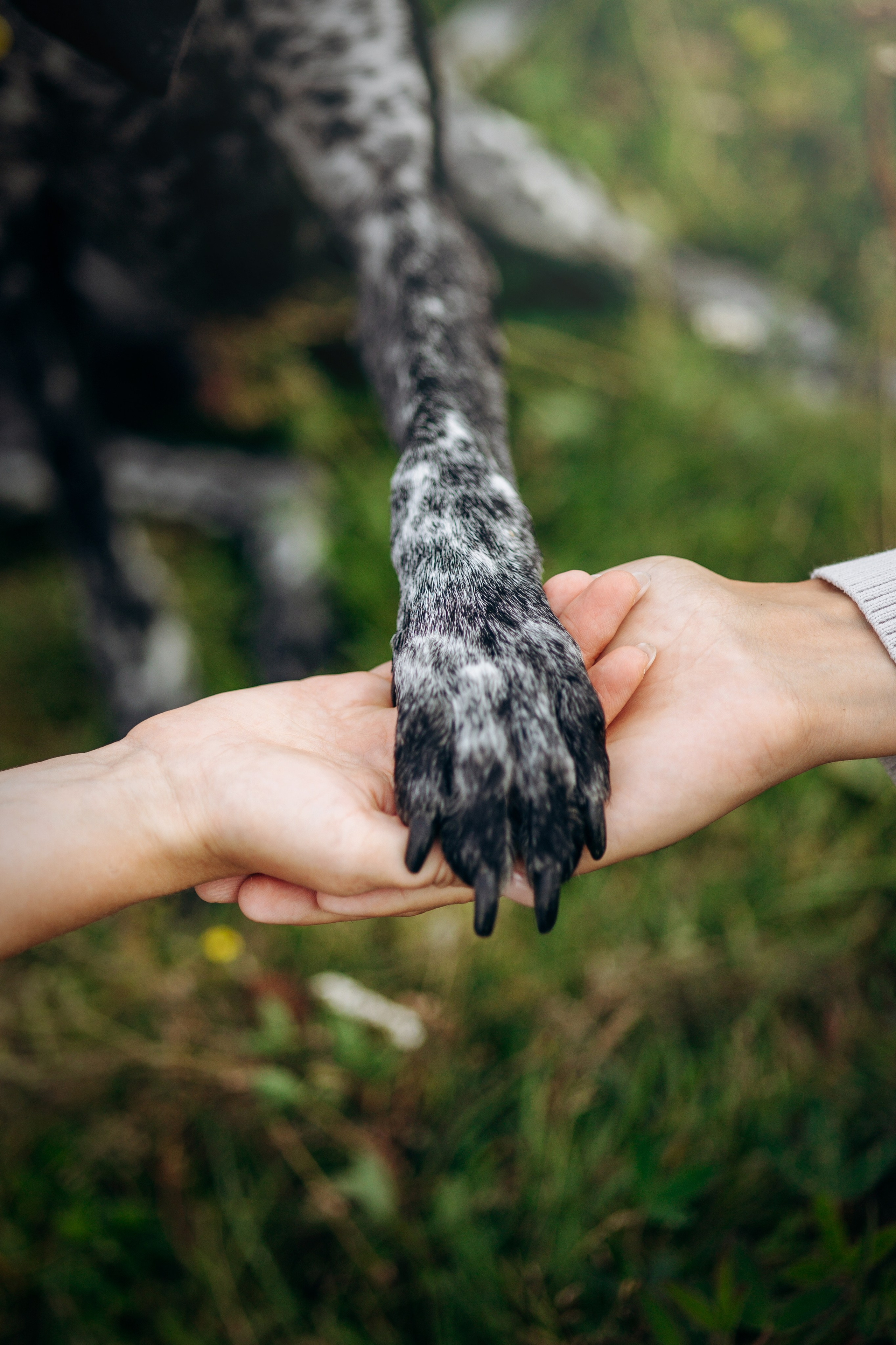 Хеликс и его семья. Фотограф — Анималист | Санкт-Петербург