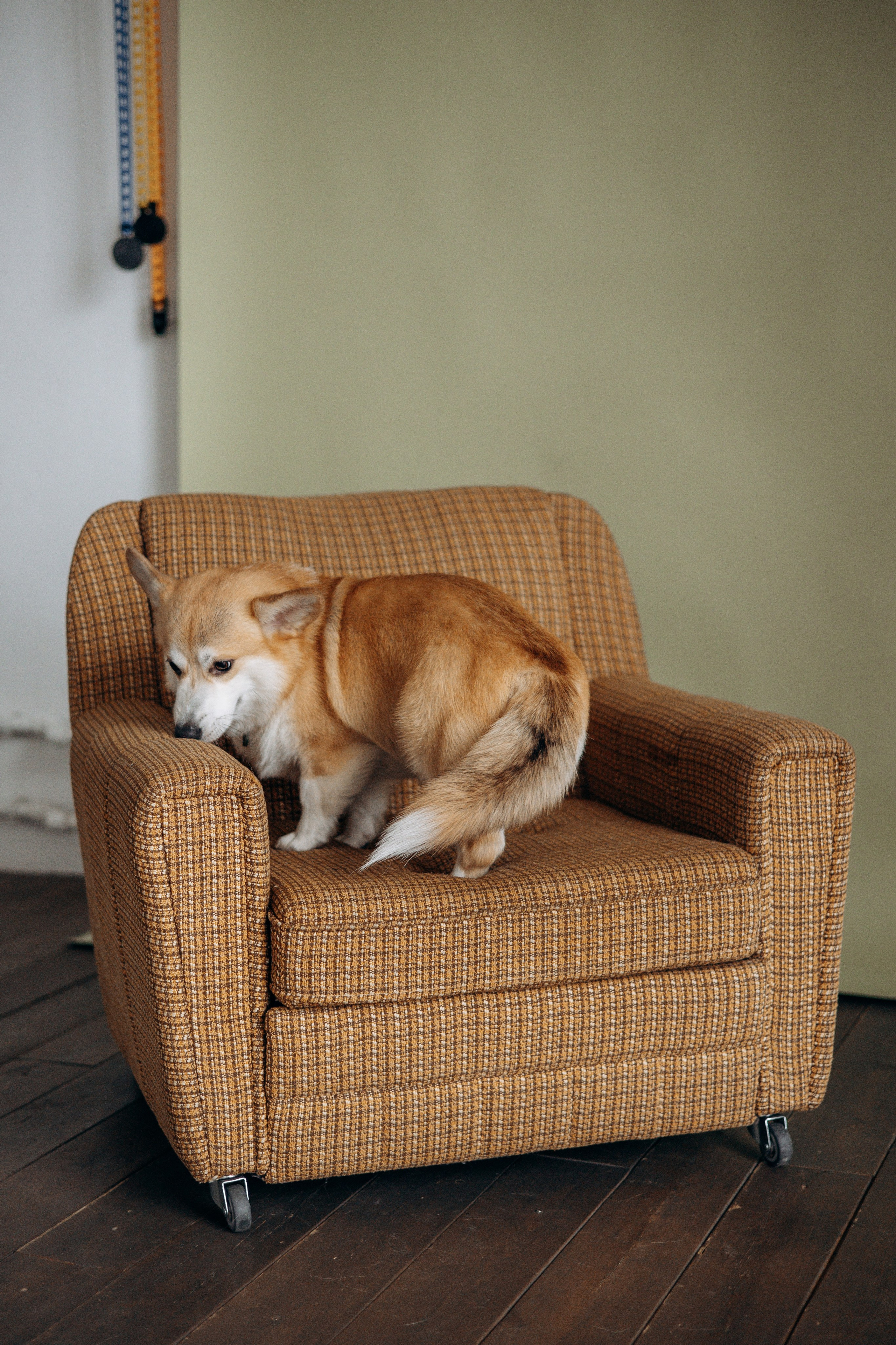 Ричи и его семья. Фотограф — Анималист | Санкт-Петербург