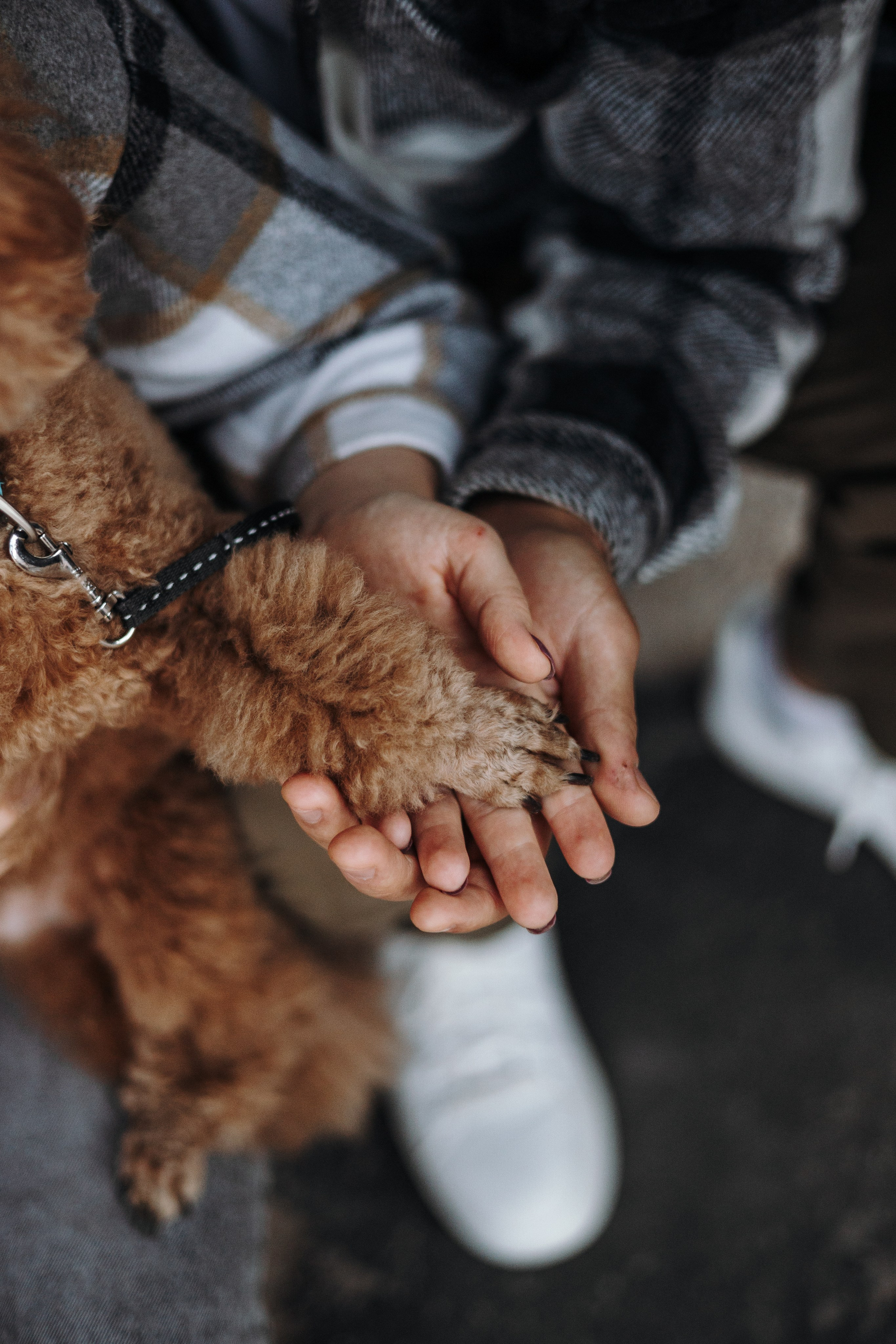 Барни и его семья. Фотограф — Анималист | Санкт-Петербург