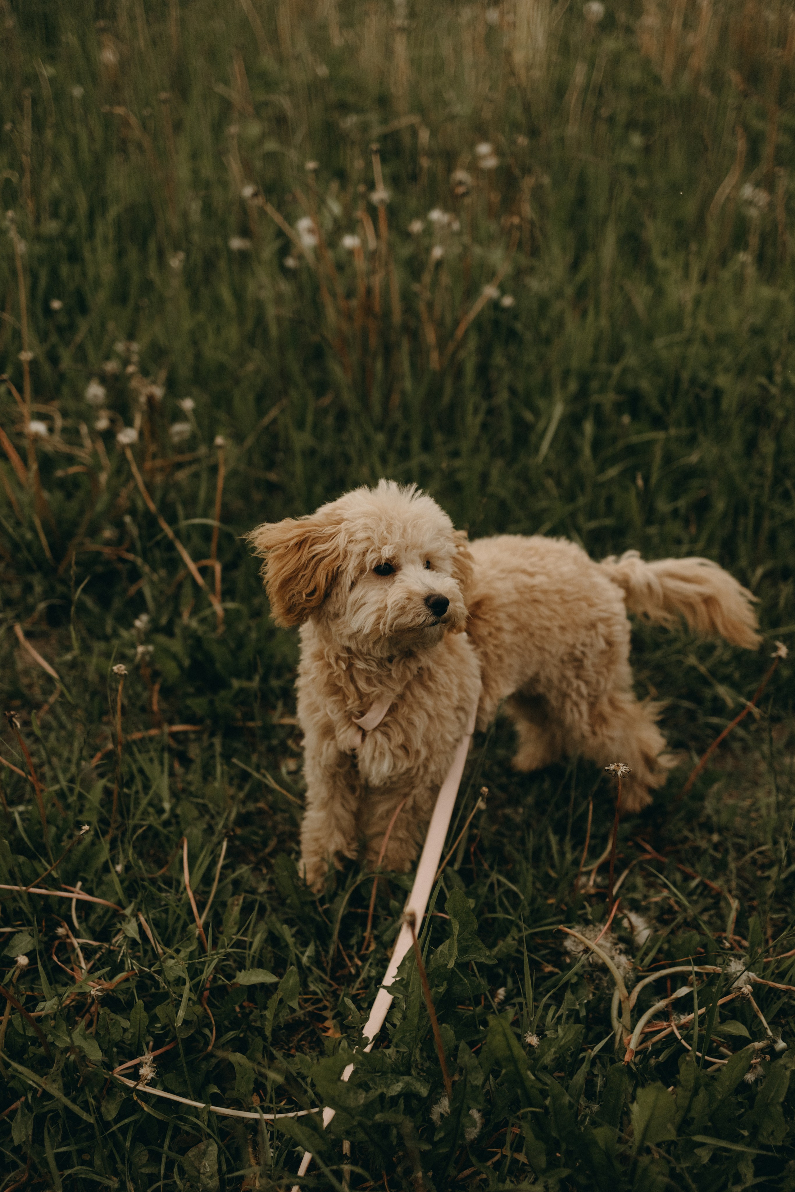 Мия и ее семья. Фотограф — Анималист | Санкт-Петербург