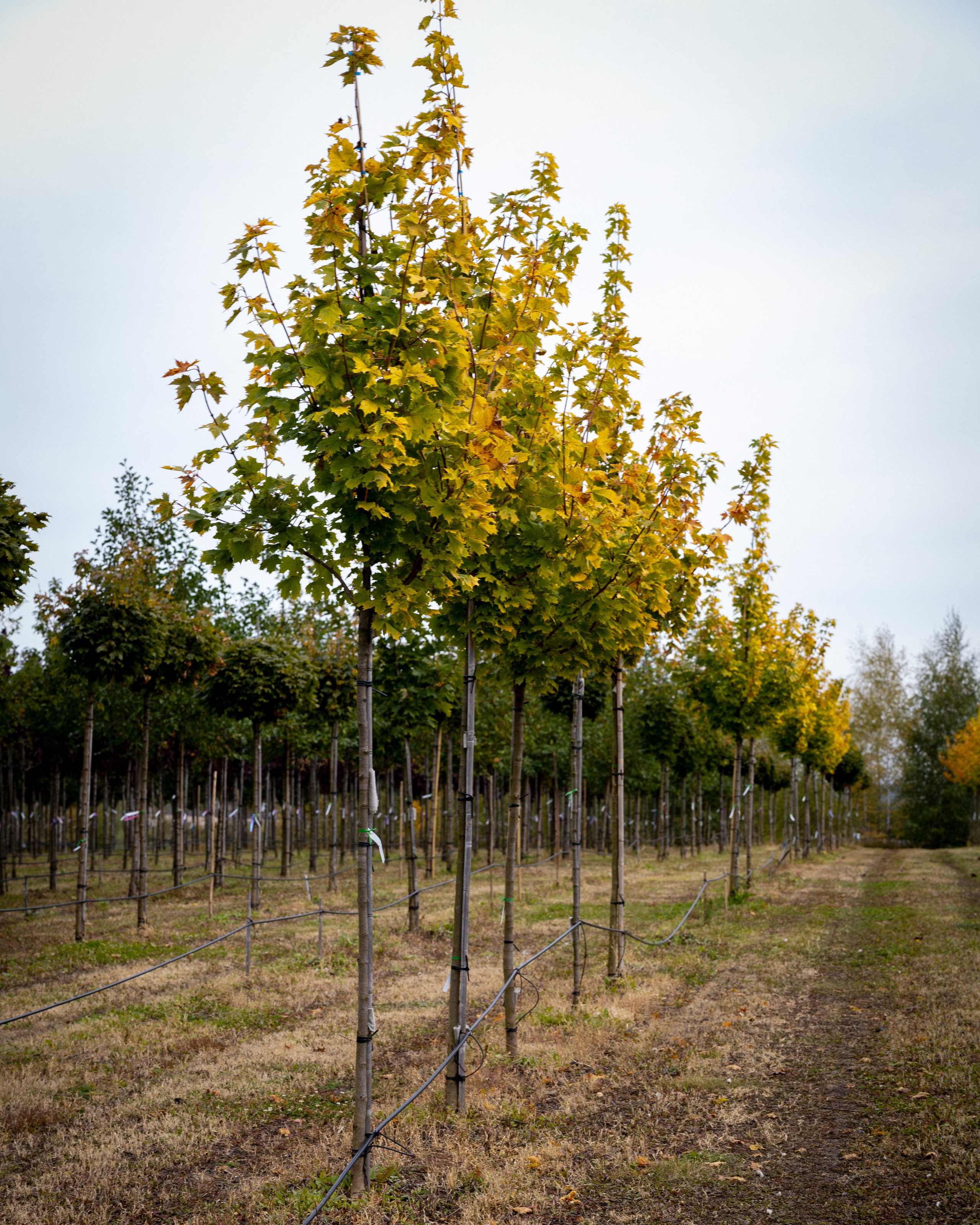 Предметная, интерьерная съемка. Фотограф в Ельце Сапрыкина Екатерина