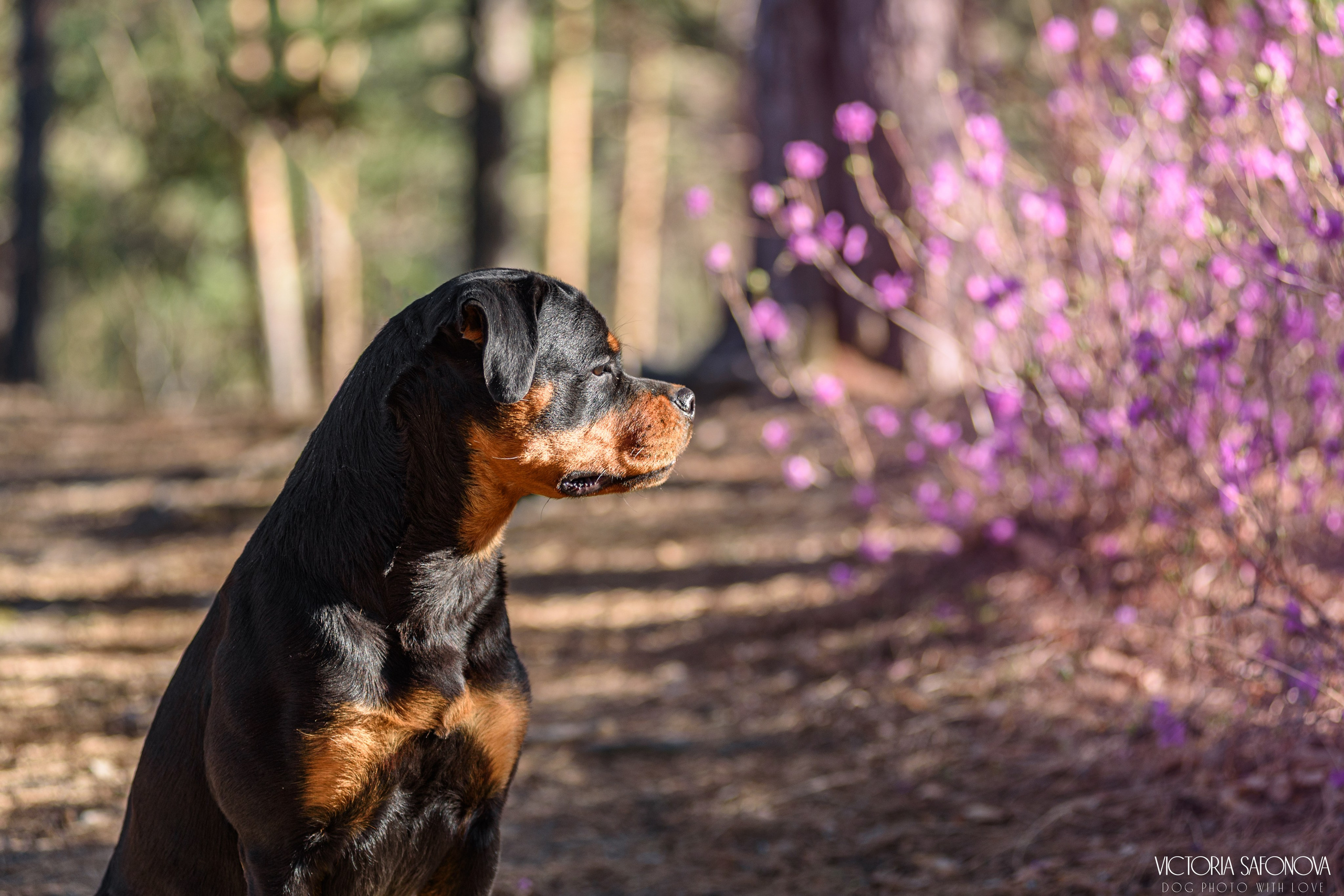 Лера 07.05.2023. Фотограф анималист Благовещенск. Сафонова Виктория
