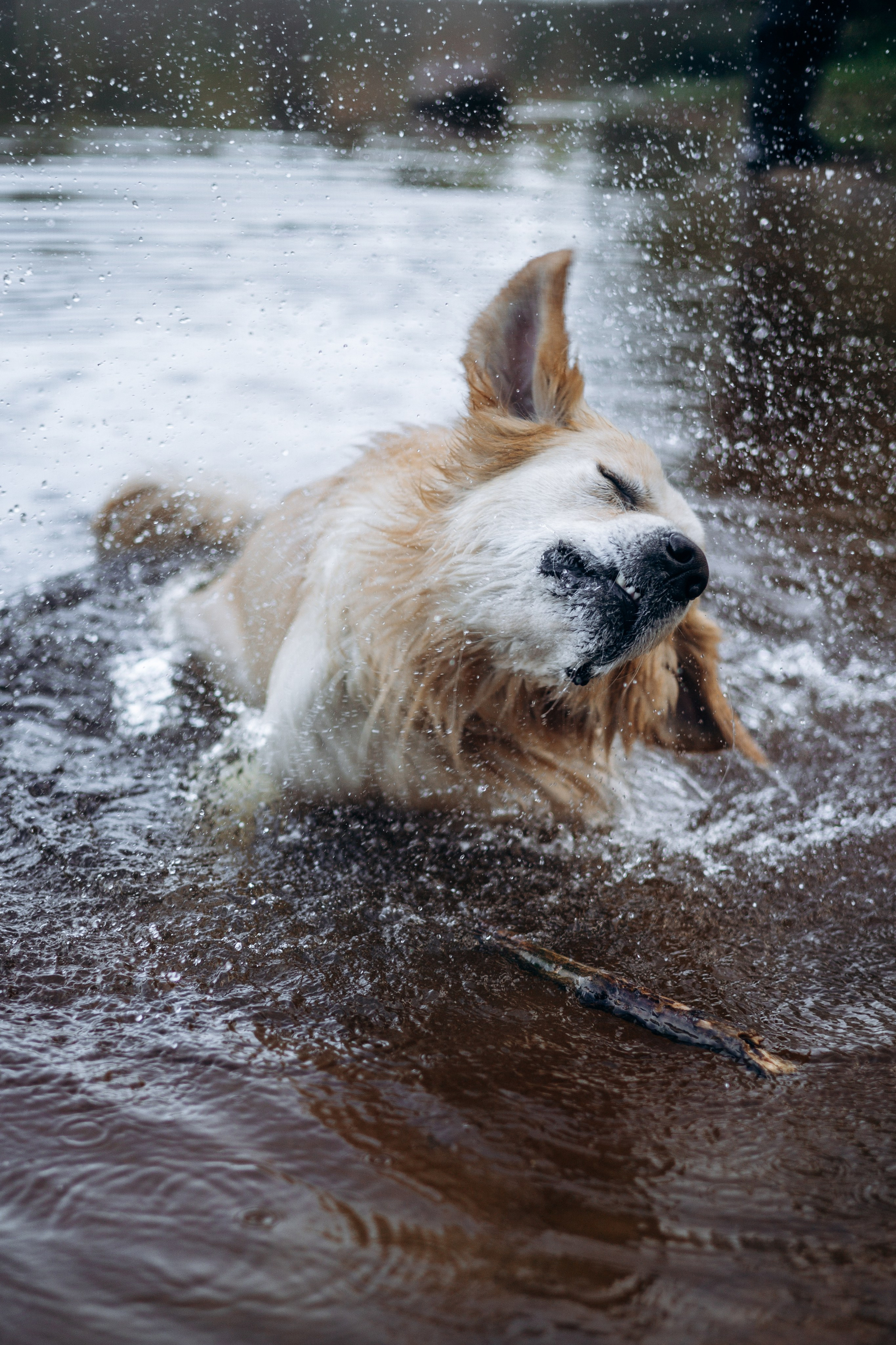Лёва и его семья. Фотограф — Анималист | Санкт-Петербург