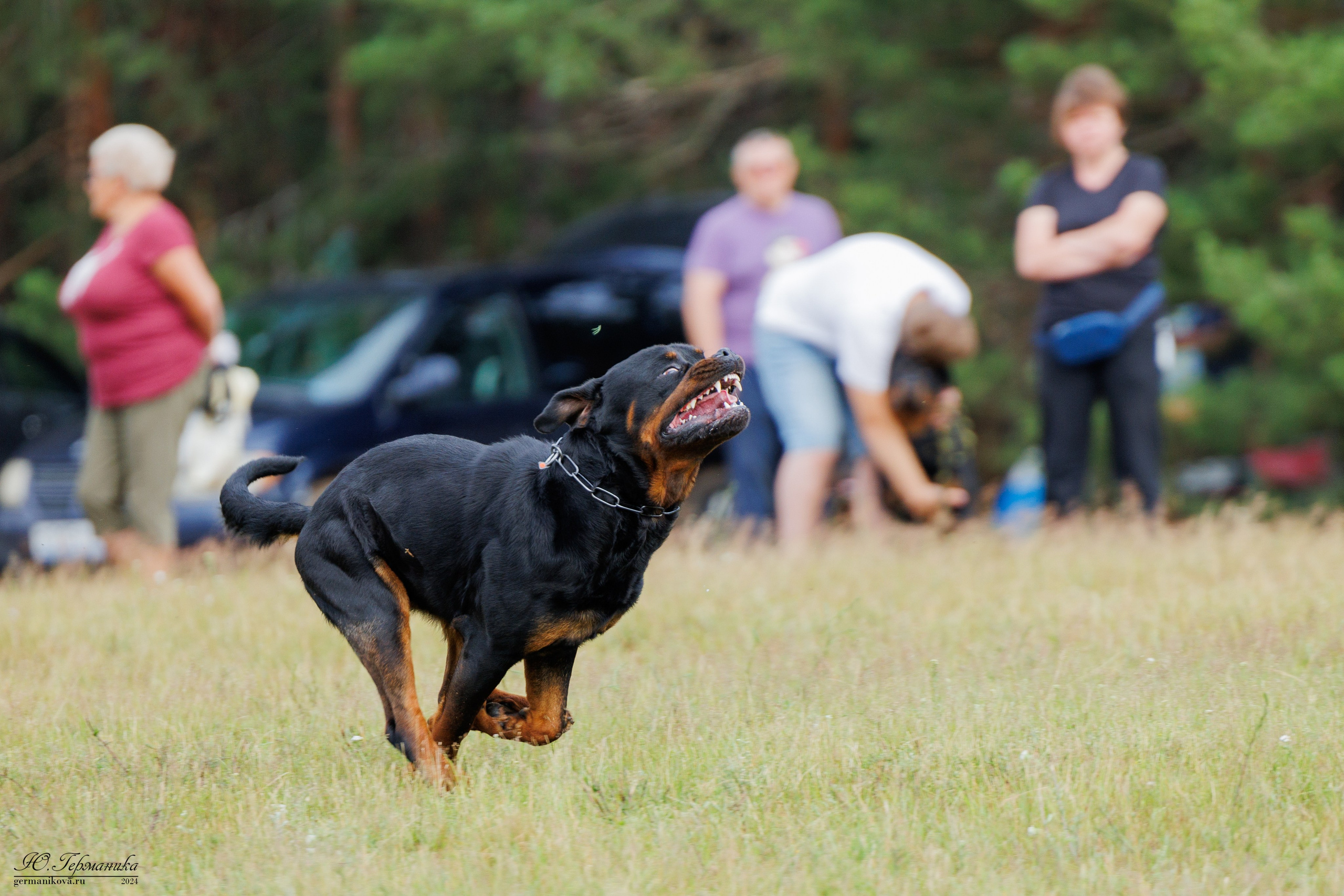 ПК и КЧК ротвейлеры Тверь 6-7.07.2024. Фотограф-анималист Юлия Германика