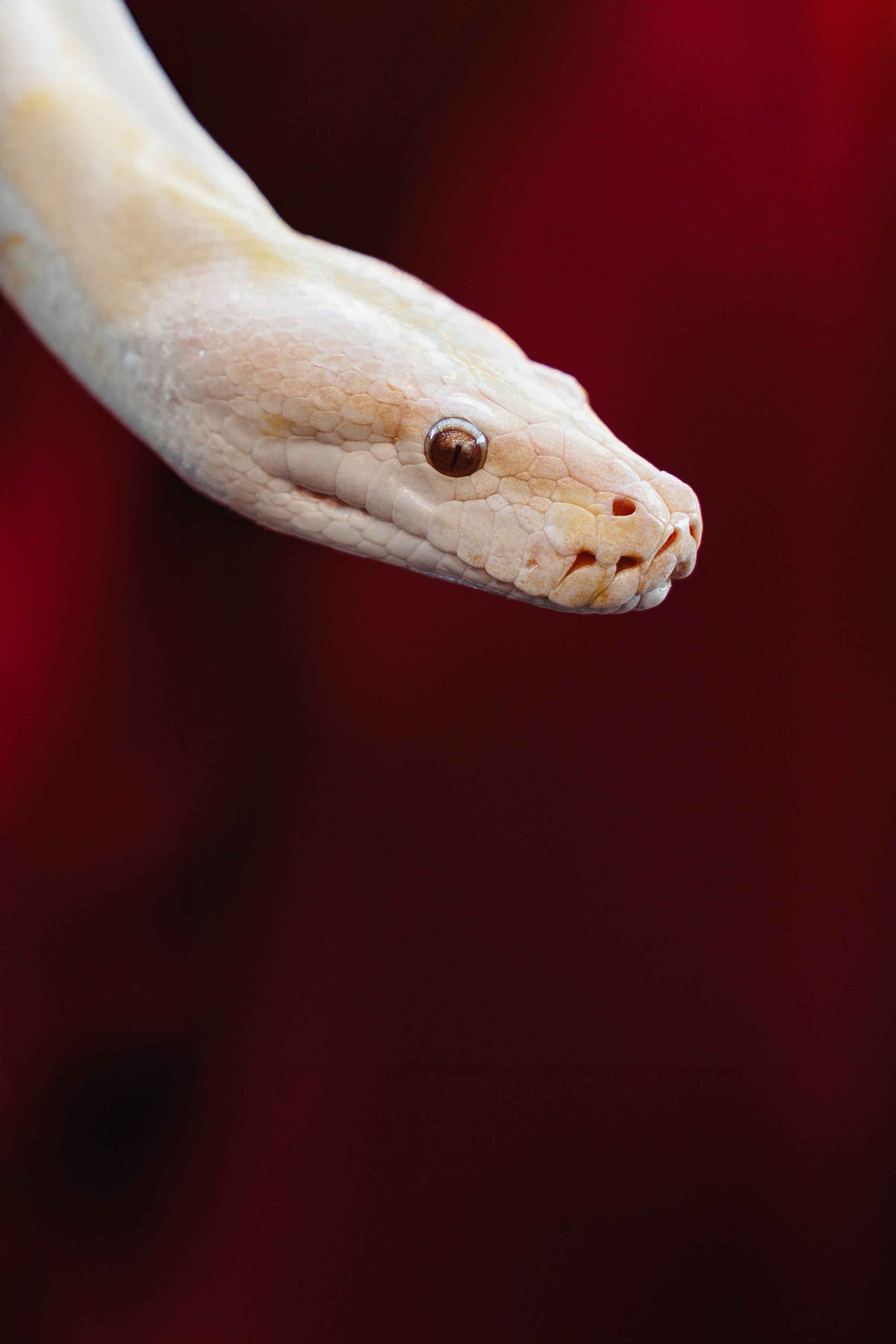 ДЕНЬ РОЖДЕНИЯ ОЛЬГИ. Свадебный и репортажный фотограф в Москве Владимир Сергеев | Naysaikolo