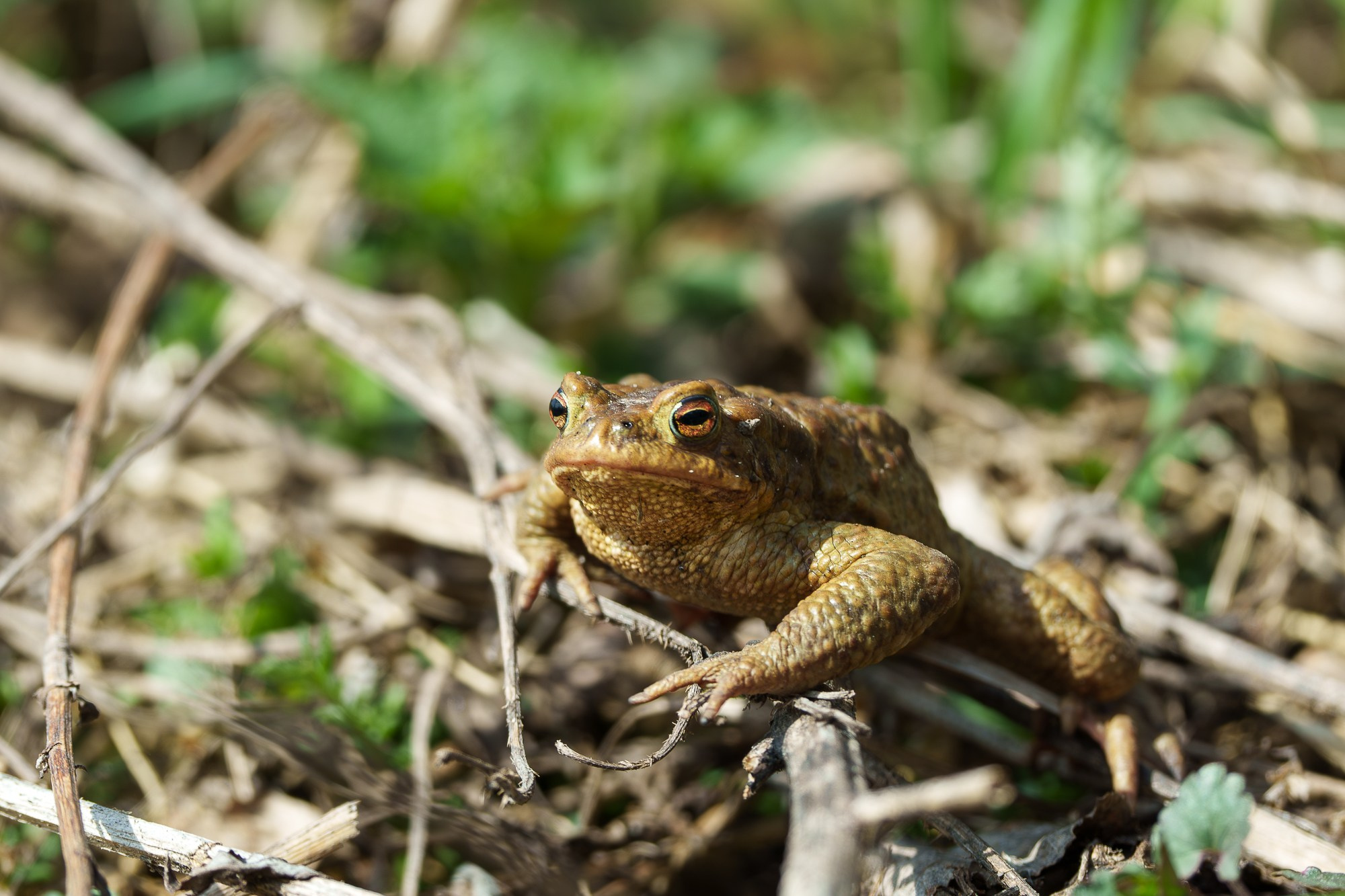 Животные. Ваш личный фотограф Марина Волкова