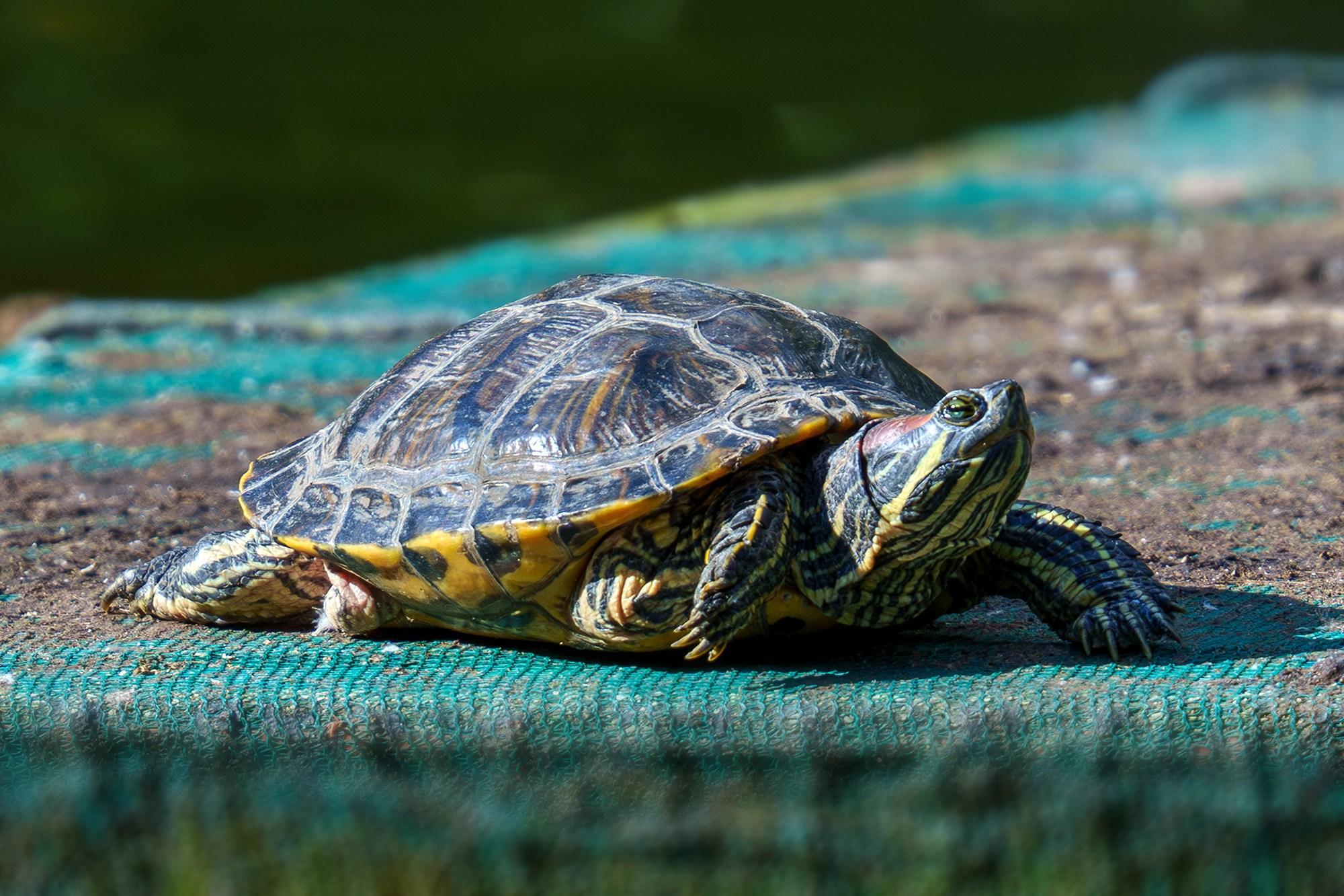 Животные. Ваш личный фотограф Марина Волкова