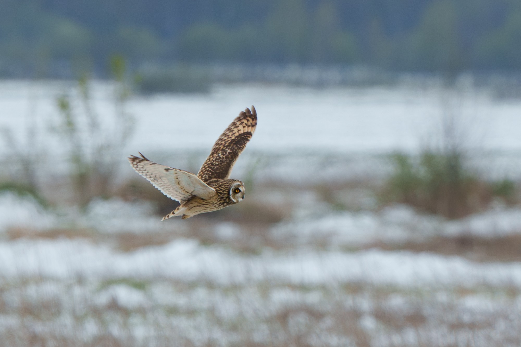 Удивительные мир птиц. Вокруг нас столько прекрасного — присмотритесь!. Ваш личный фотограф Марина Волкова