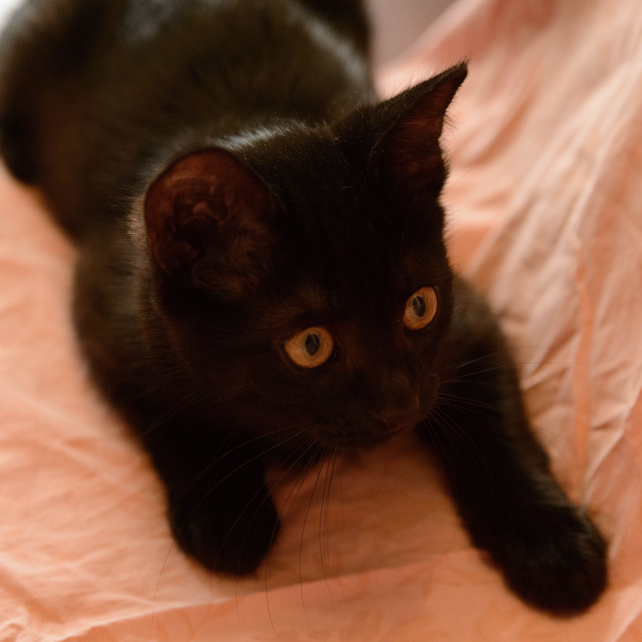 Котёнок. Фотосессии