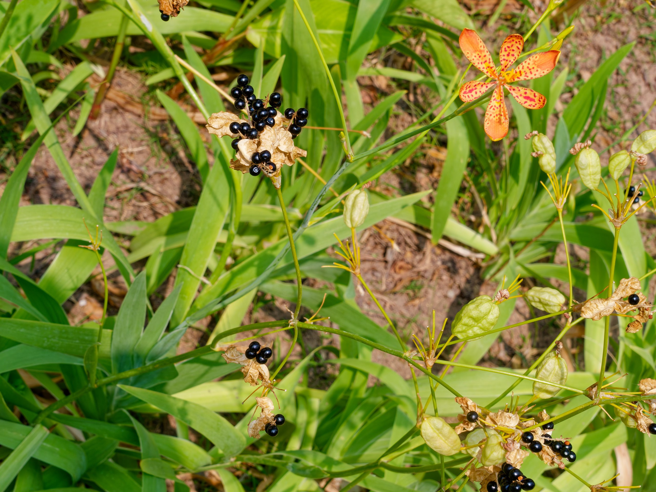 Хайнань 2026, флора, цветы и деревья. Фотопрогулки по Миру