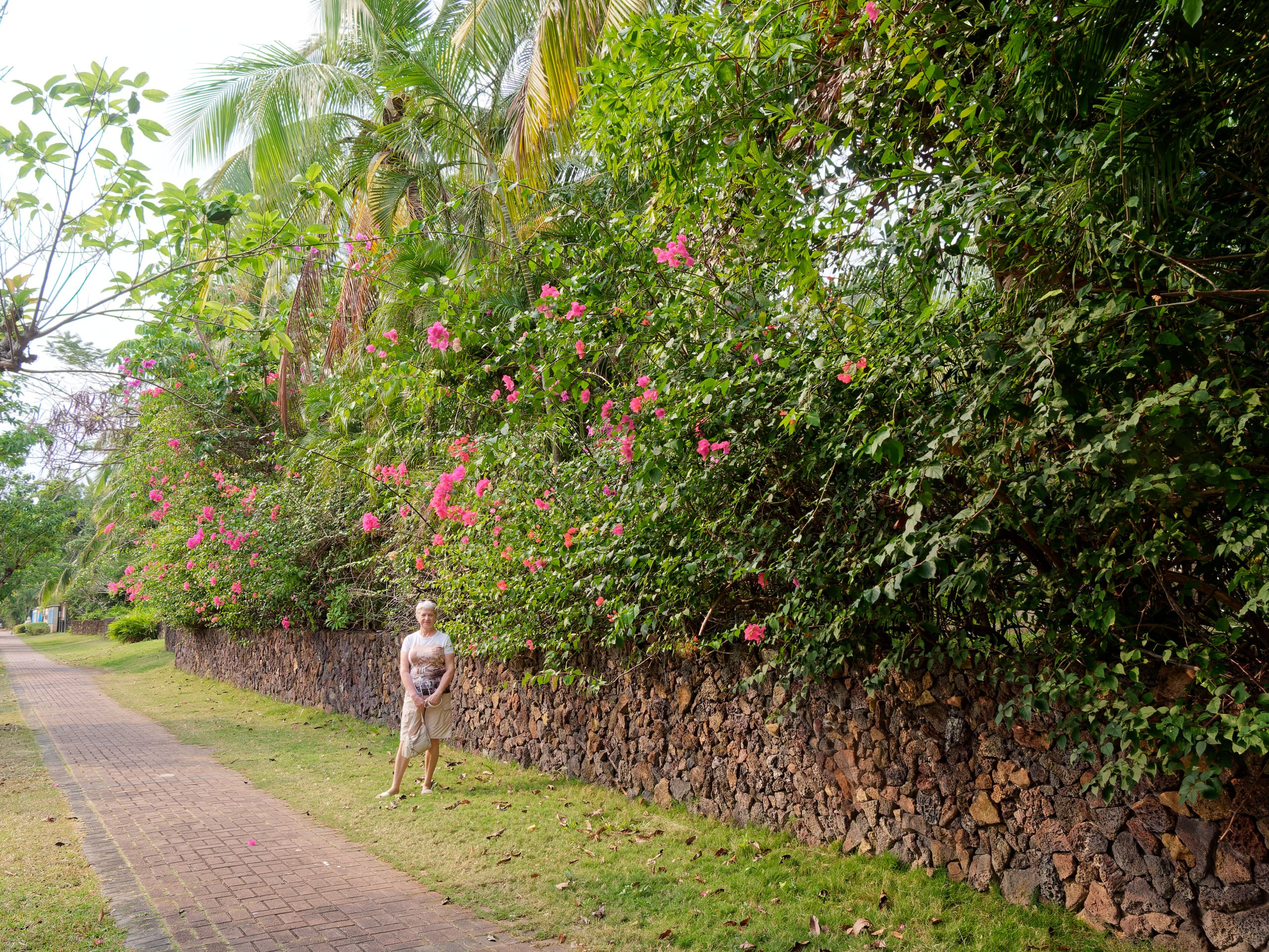 Хайнань 2026, флора, цветы и деревья. Фотопрогулки по Миру