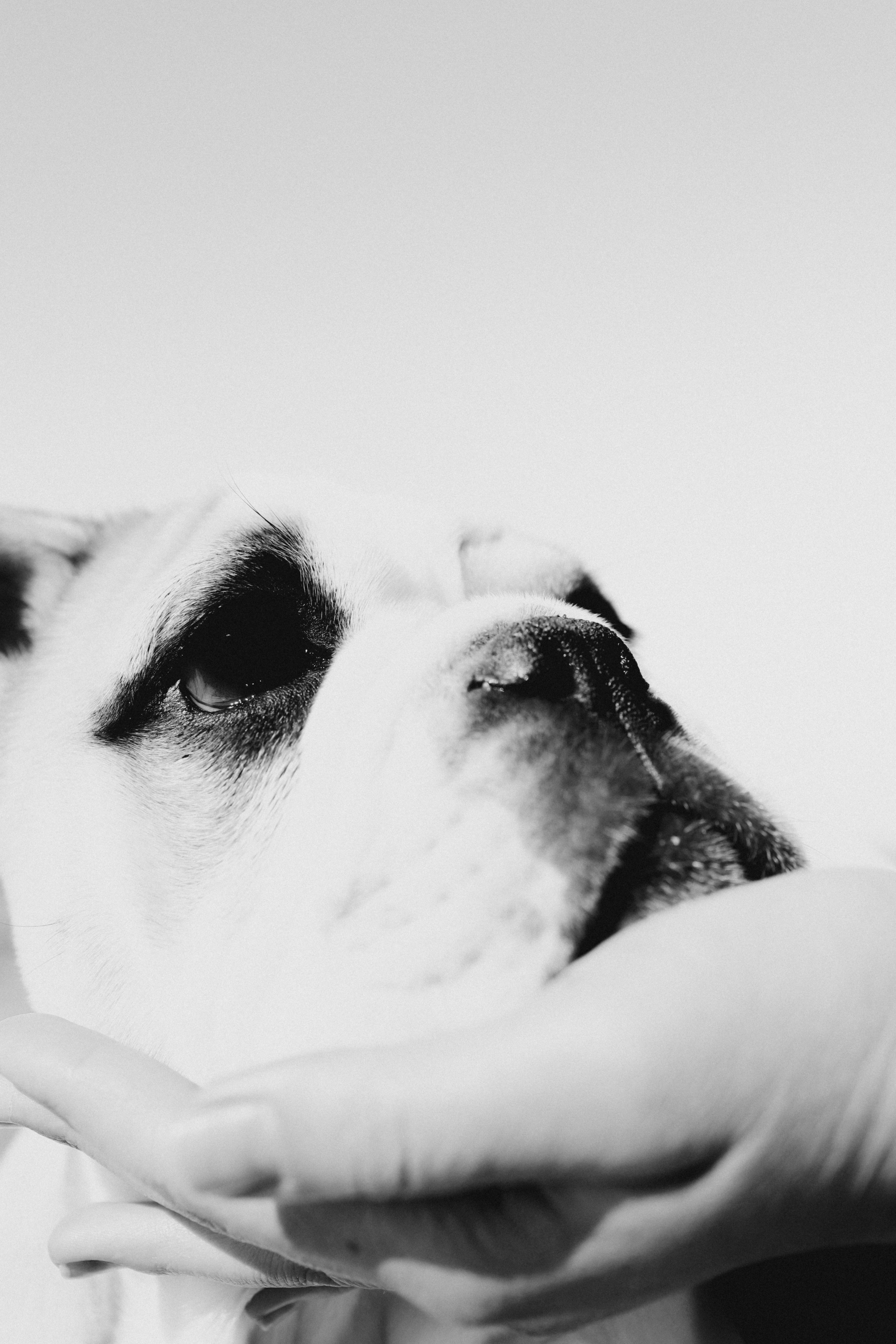 Новый член семьи. Withlovent | Фотограф в Севастополе