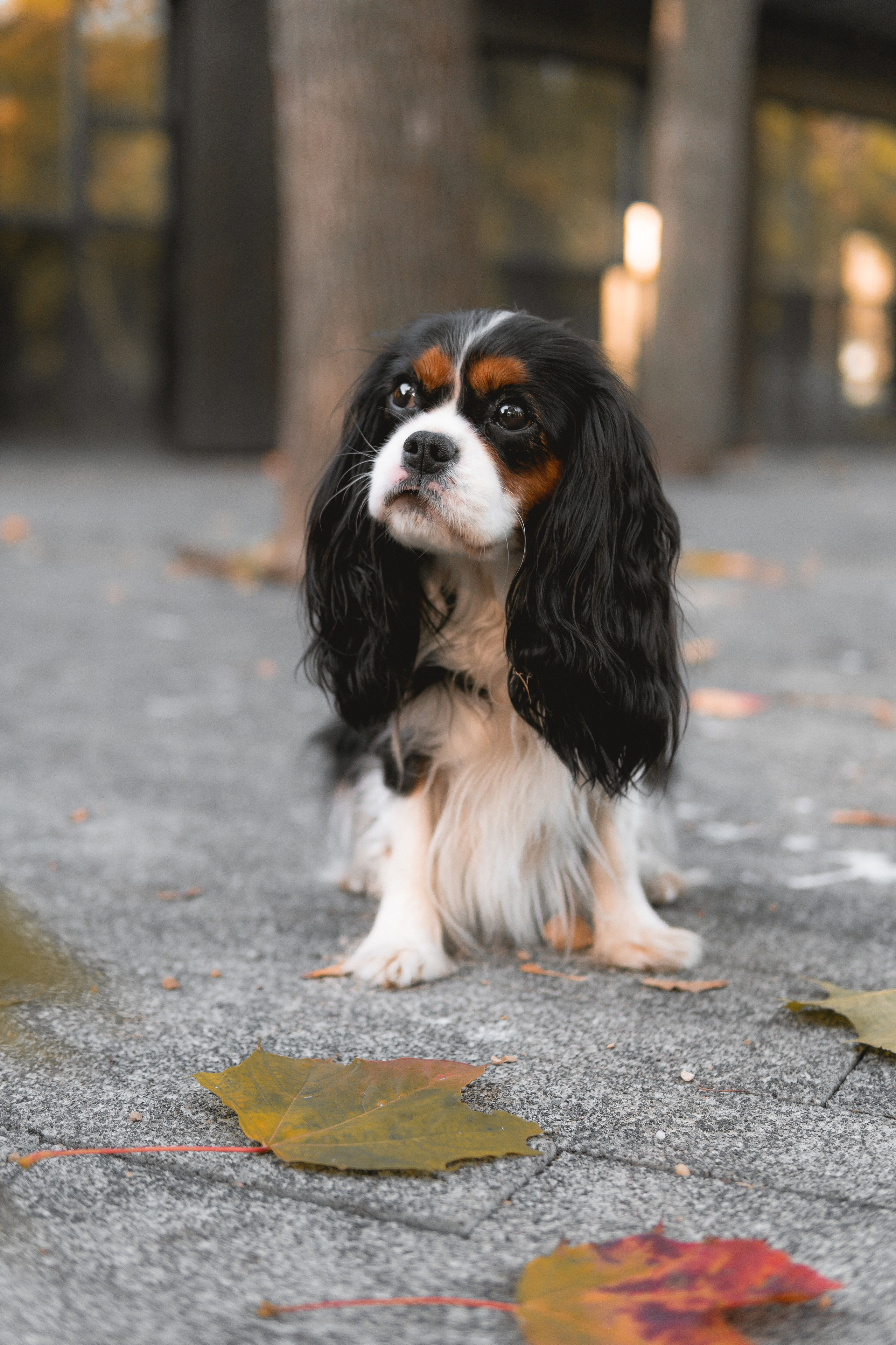 Катя и Беки: солнечная история. Портретный и репортажный фотограф в Воронеже: Анастасия Пузикова