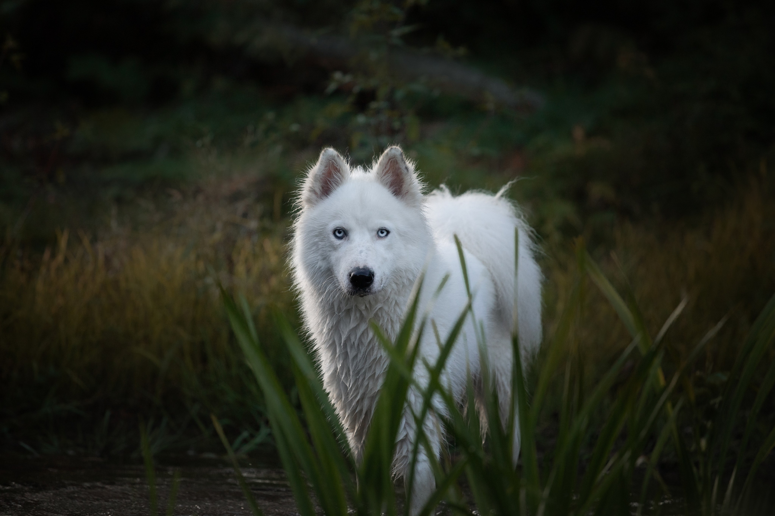 Фотосъёмка собак. Семейный и анималист фотограф в Переславле Анастасия Гусева