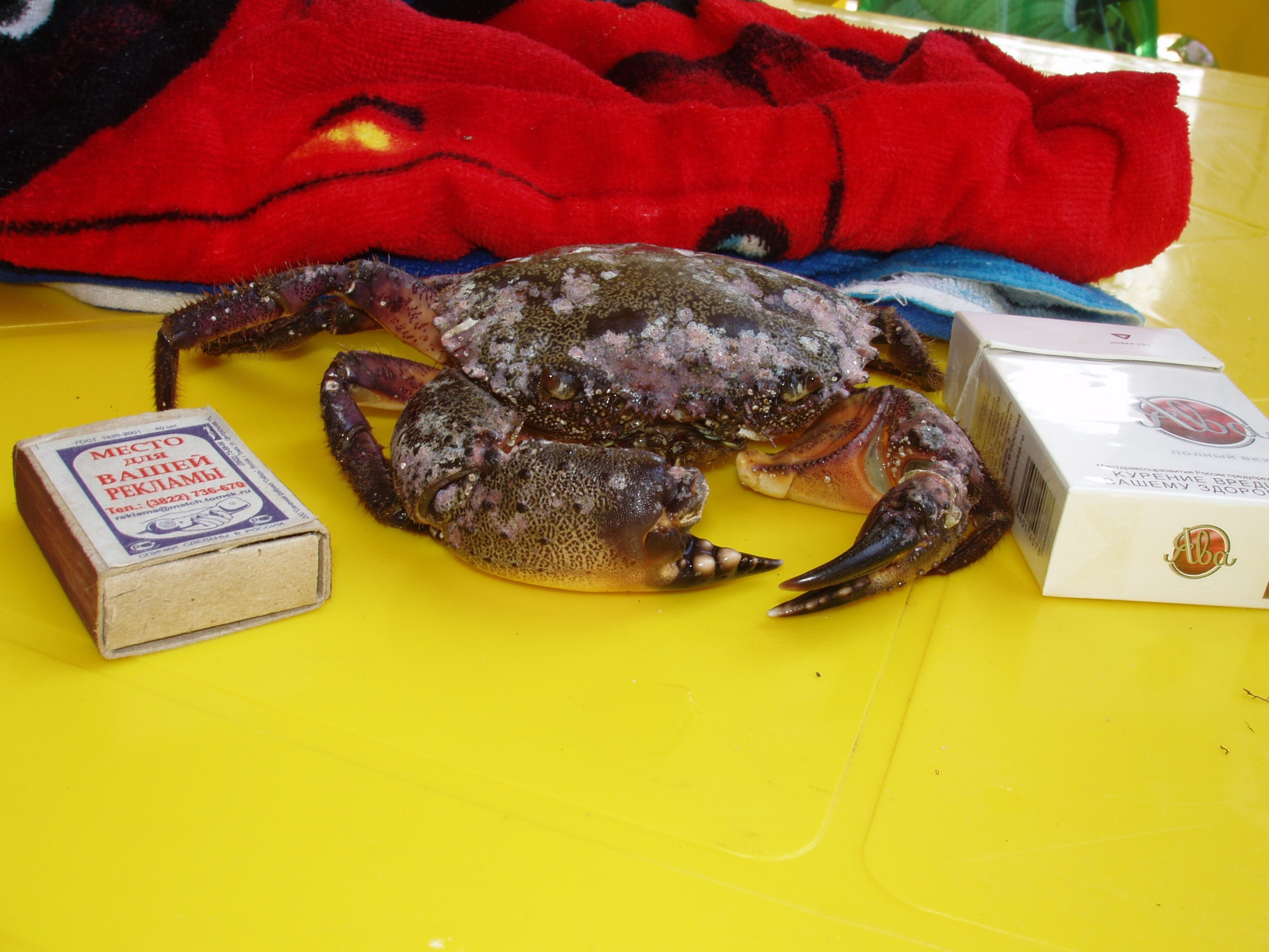 Отпуск 27.05-16.08. Семейный, Свадебный фотограф СПБ Питер— Романова Екатерина