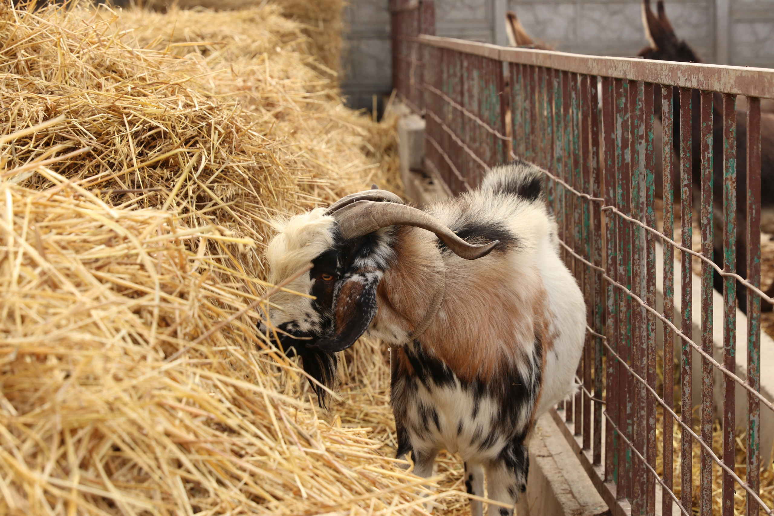 Крым. ЮБК (Гурзуф, Судак и их окрестности). Ноябрь 2023. Путешественник-фотограф из Санкт-Петербурга Татьяна Свистулина