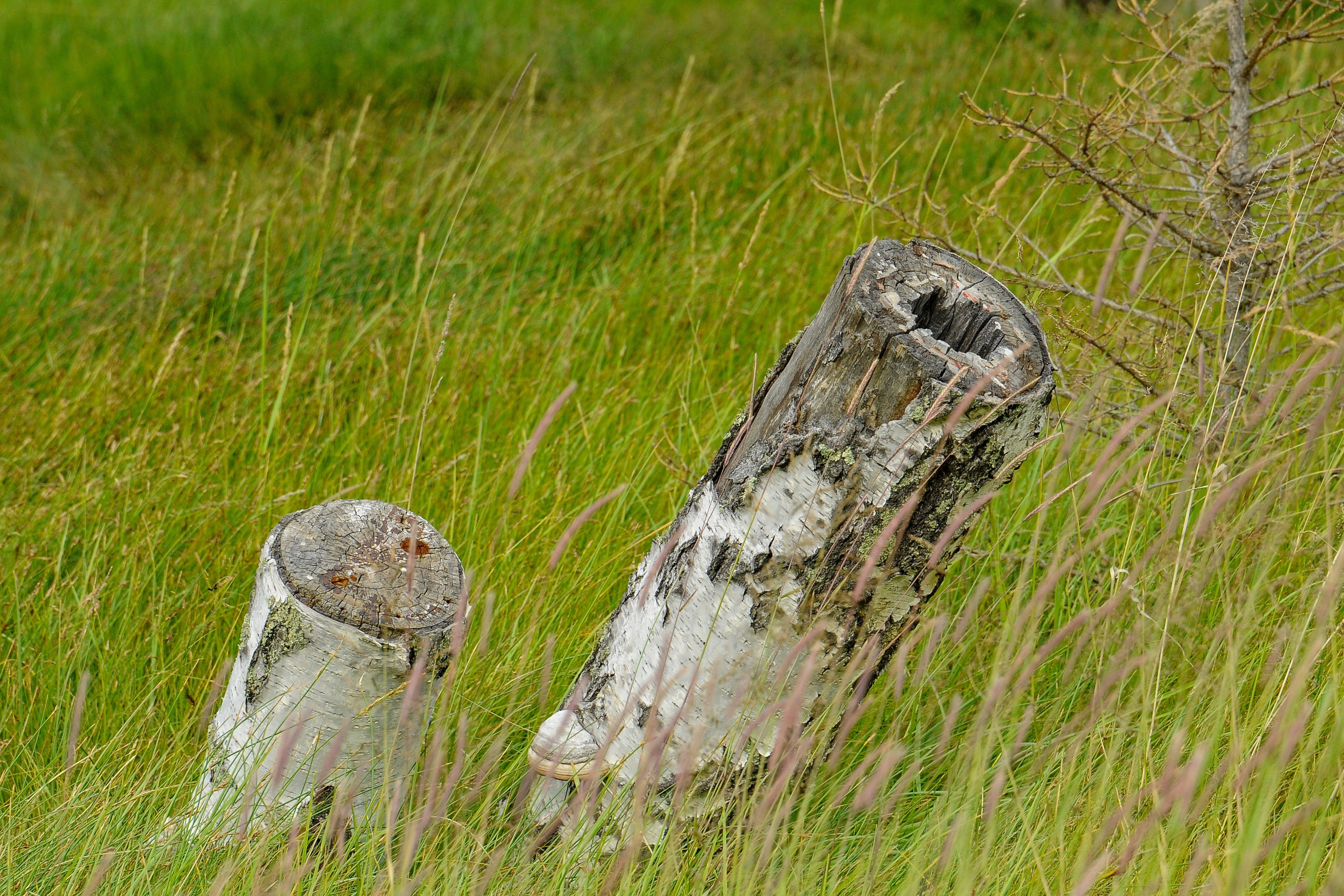 Окрестности гейзерного озера . Алтай.