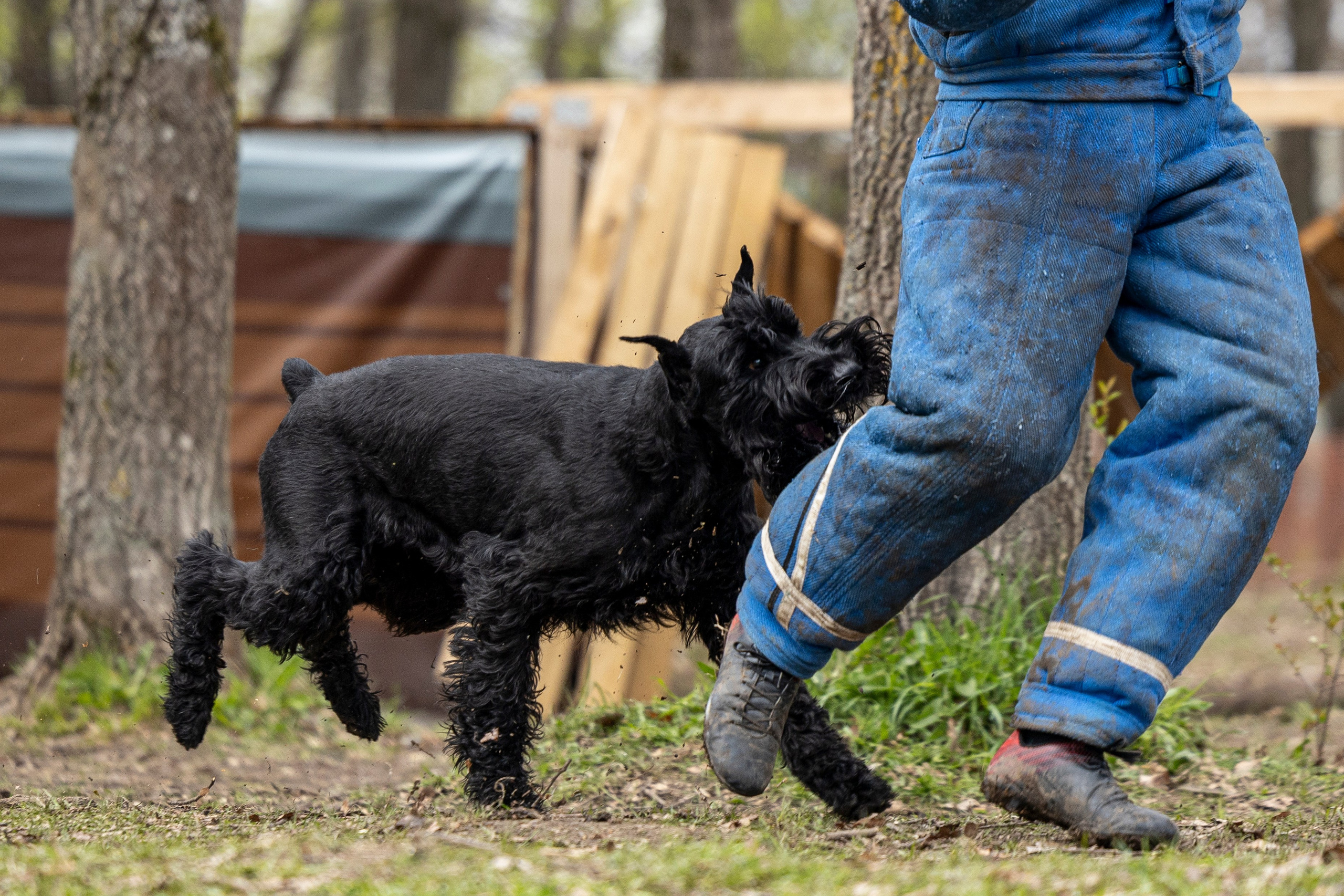 Квалификационные состязания по мондьорингу г. Вологда 11.05.24. Фотограф-анималист Анна Маринич