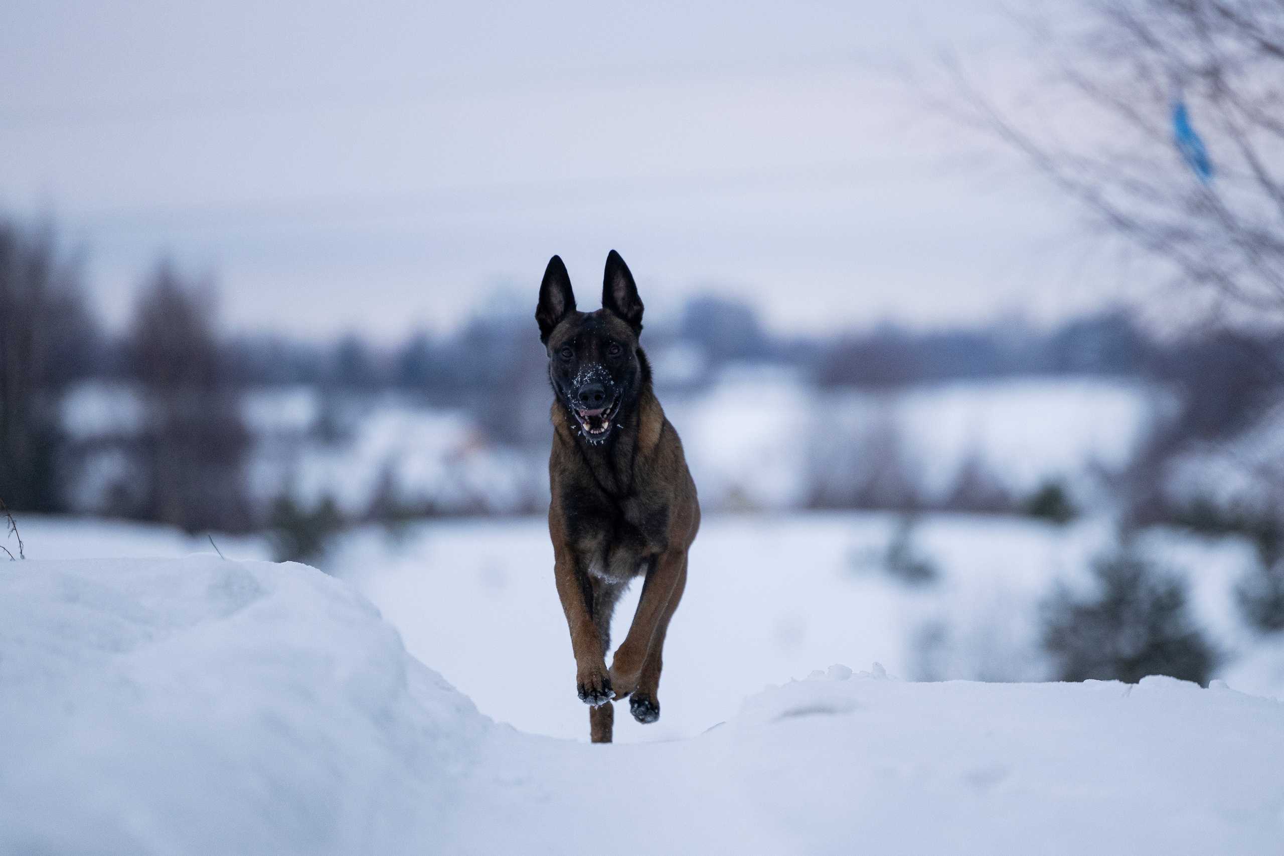Цедра и Рики. Фотограф-анималист Анна Маринич