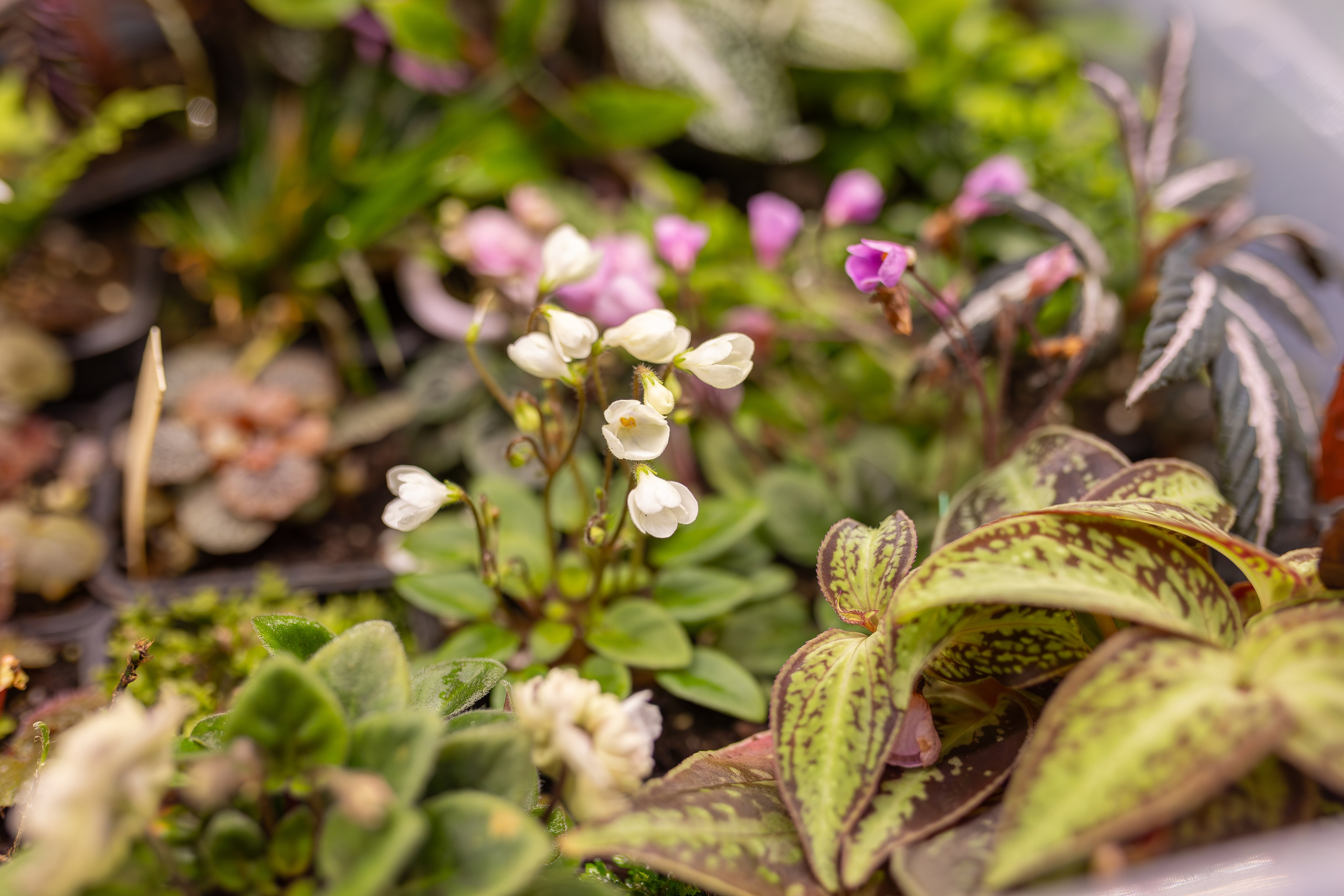 Монстериум апрель 2026. Александра Куликова фотограф, Москва