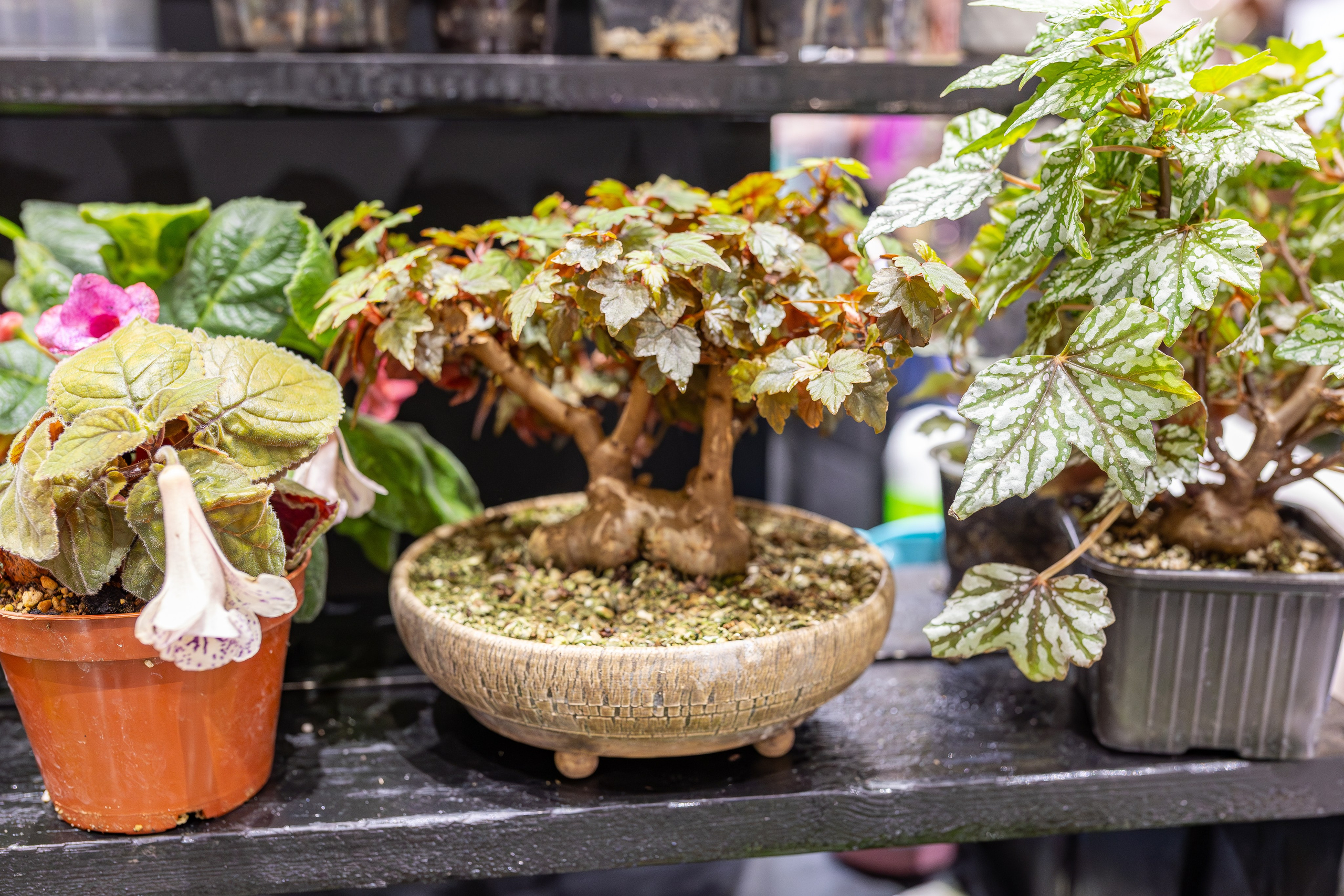 Монстериум апрель 2026. Александра Куликова фотограф, Москва