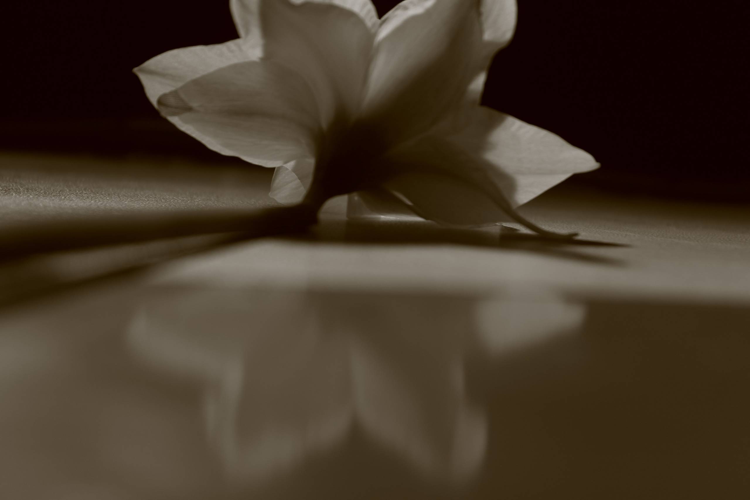 Цветы, колосья и все, что растет. Фотограф Старый Оскол Мавлыга Мария