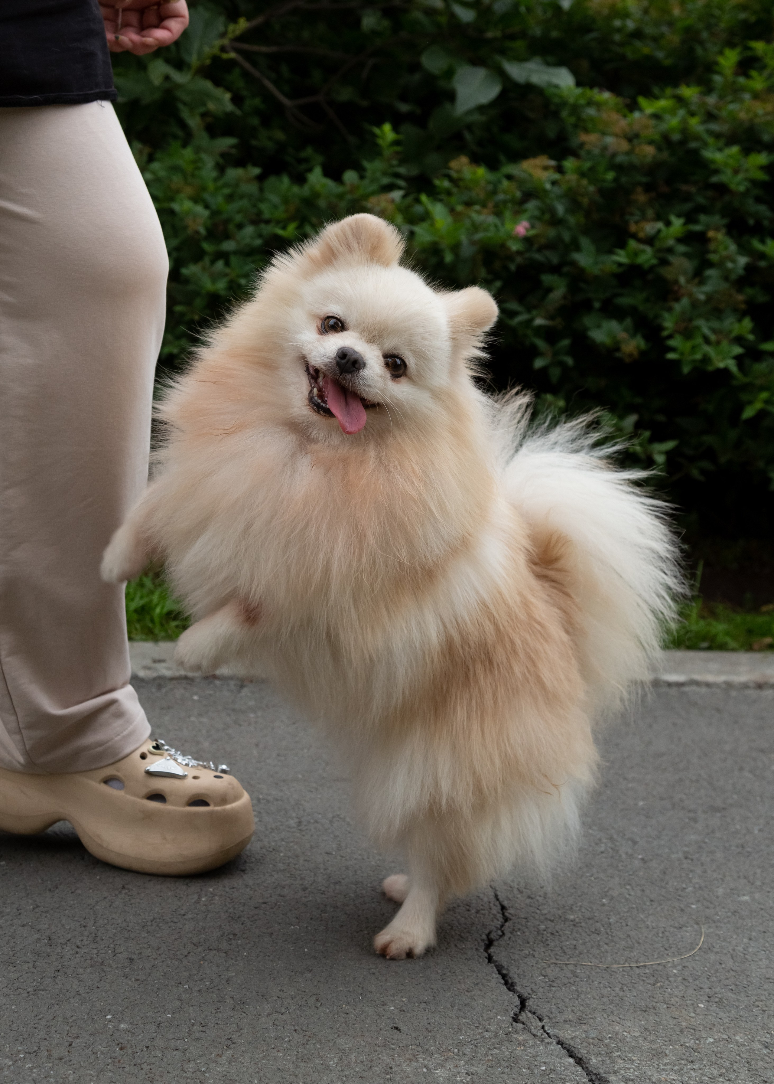 Фотосессия с животными. Фотограф в Барнауле Татьяна Чурикова