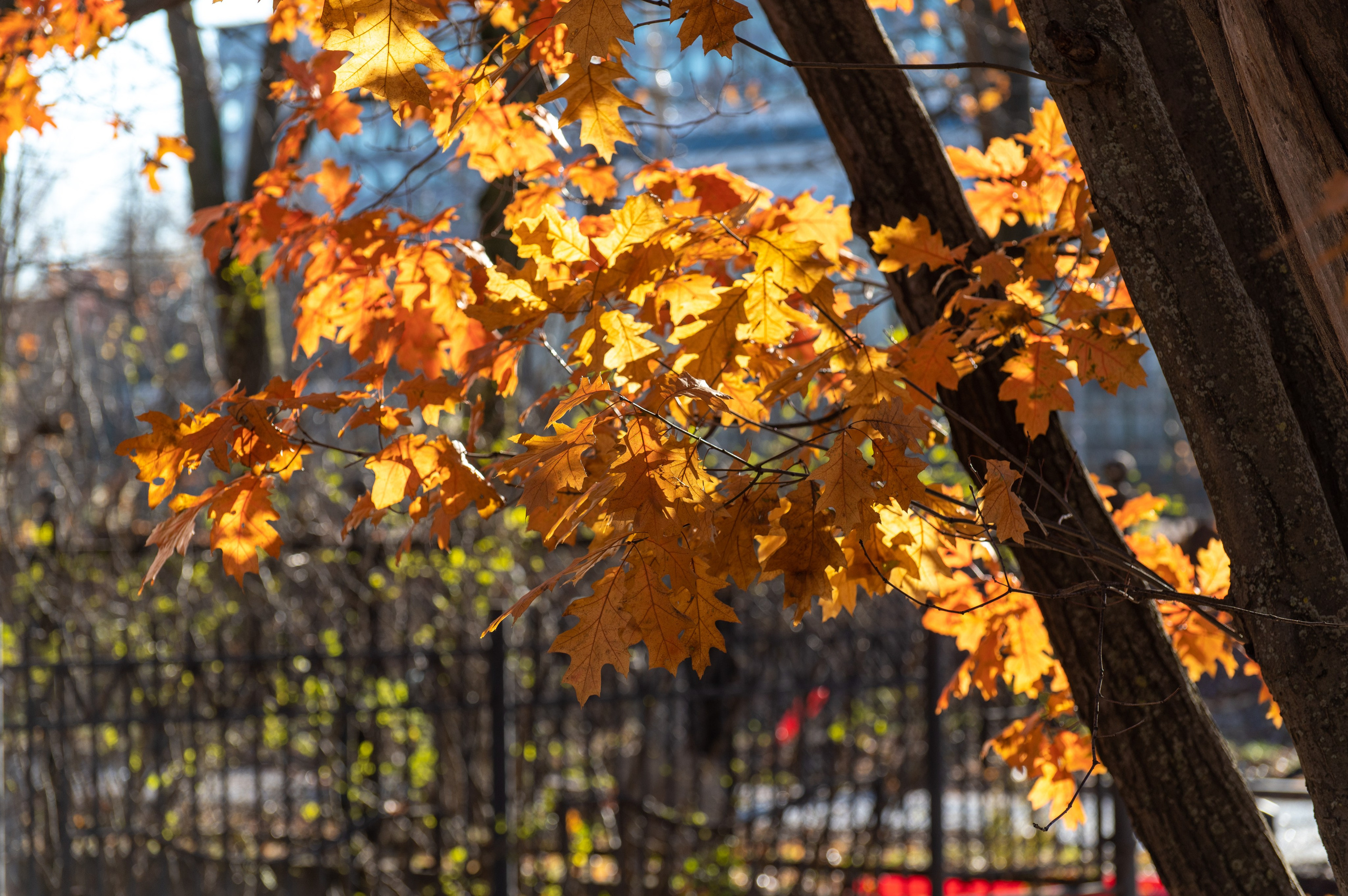20241102 МГУ. Дмитрий Ремизов. Фотография, как хобби