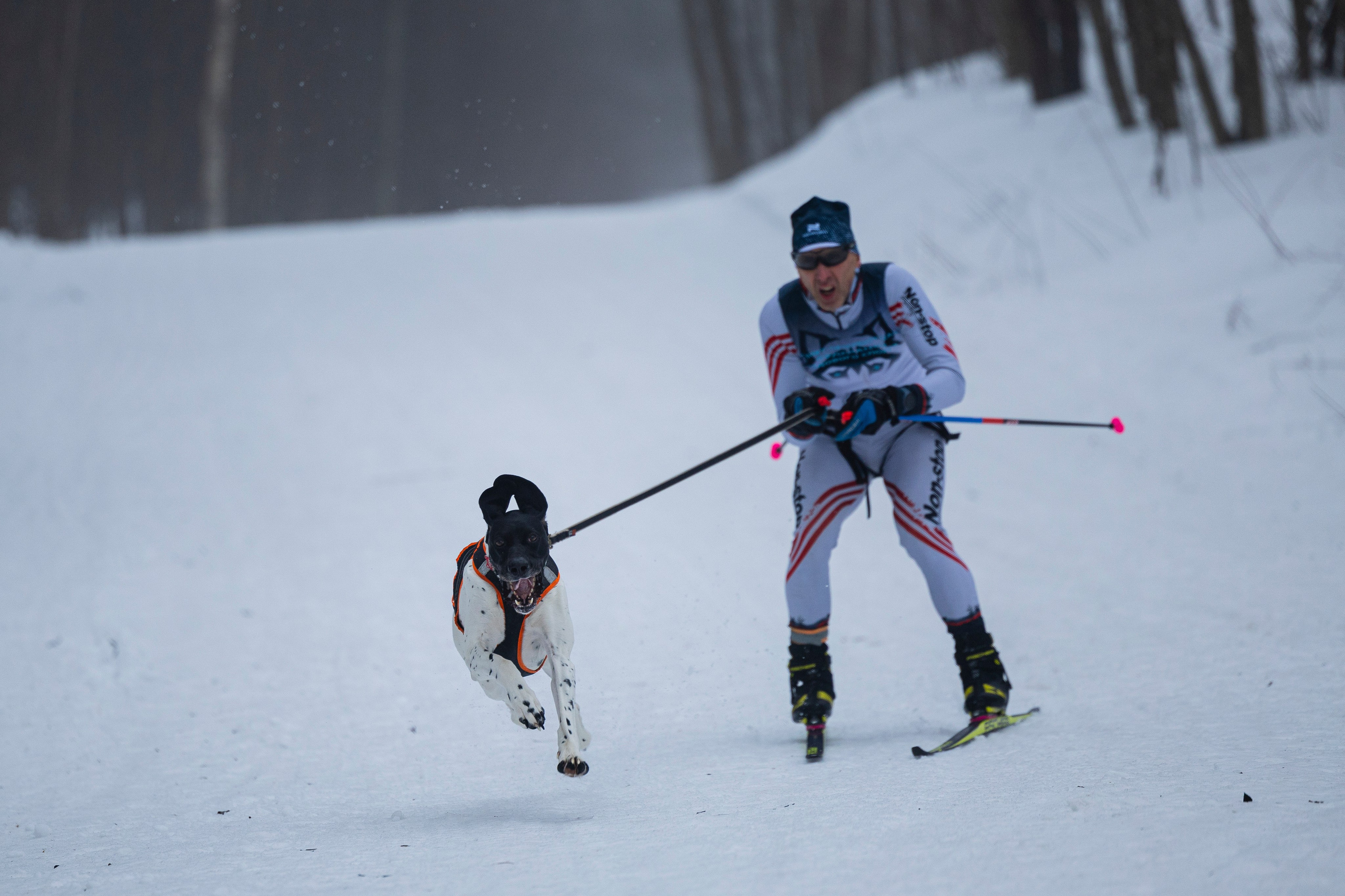 Зимний Чемпионат Санкт-Петербурга по ездовому спорту. Фотограф-анималист Анна Маринич
