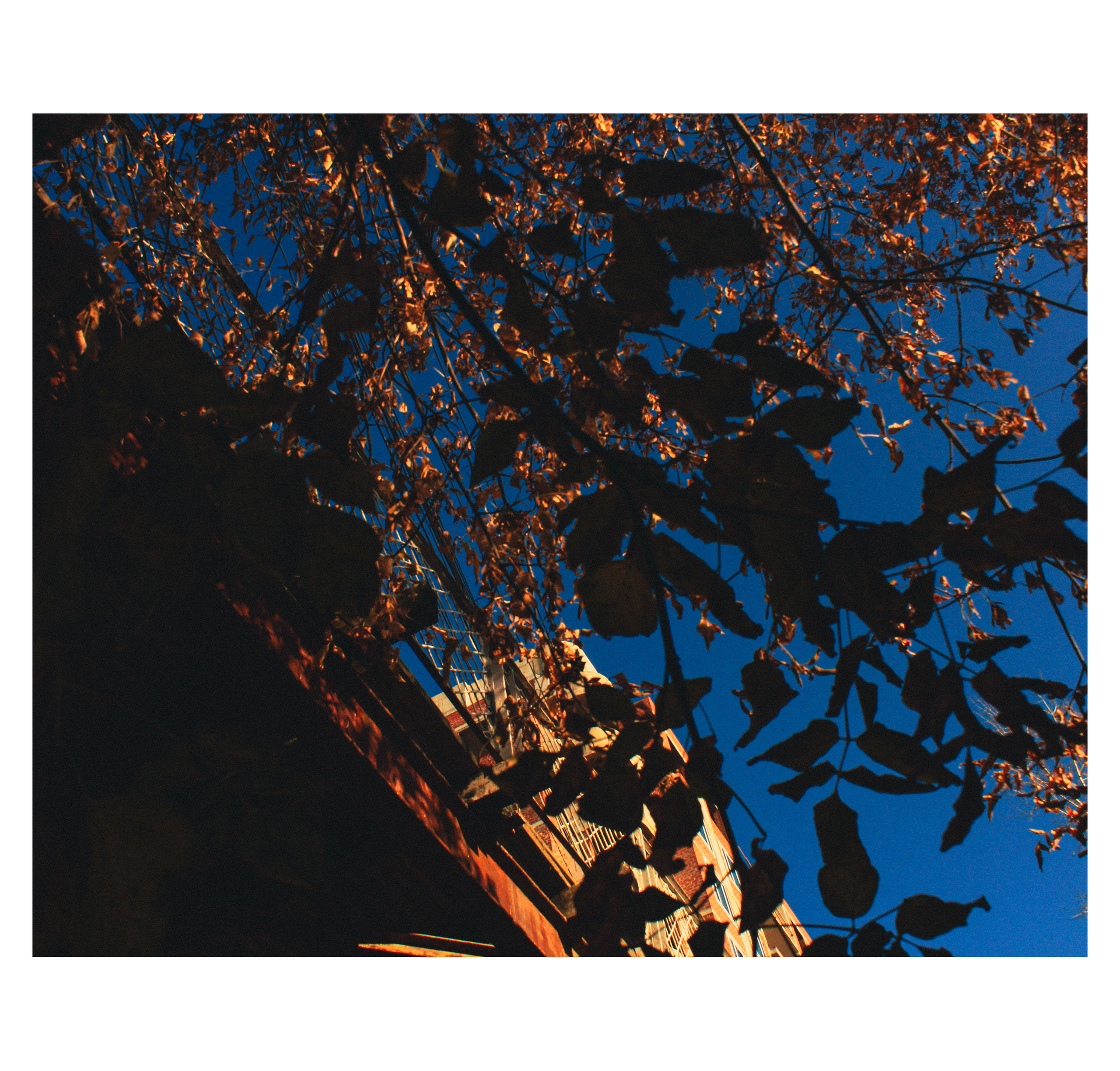 Shades of autumn. Фотограф/дизайнер в Екатеринбурге Хитрый Дмитрий