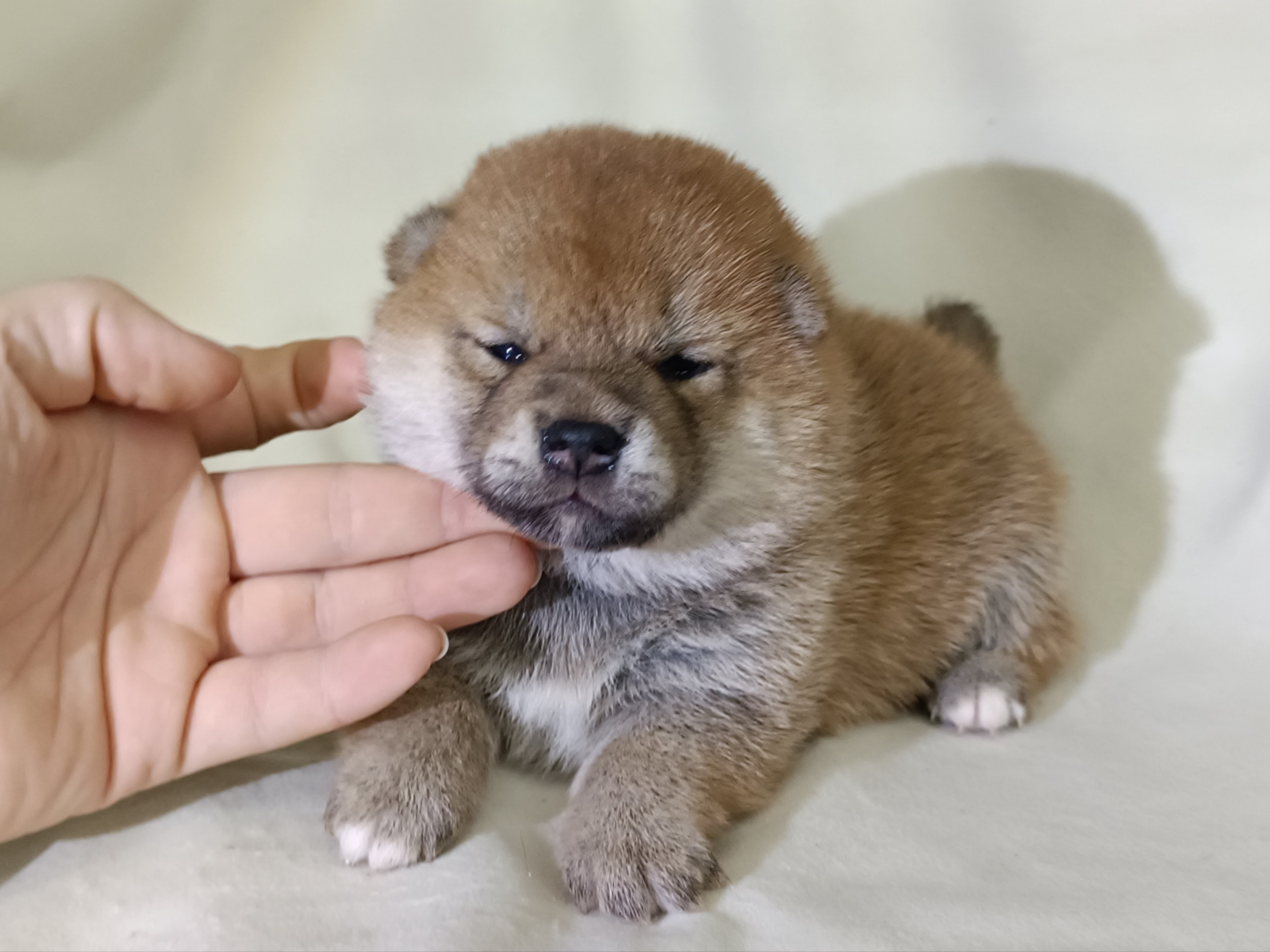 сиба питомник Рубилайт щенки на продажу rubylight  сиба щенки купить СПб Санкт-Петербург 