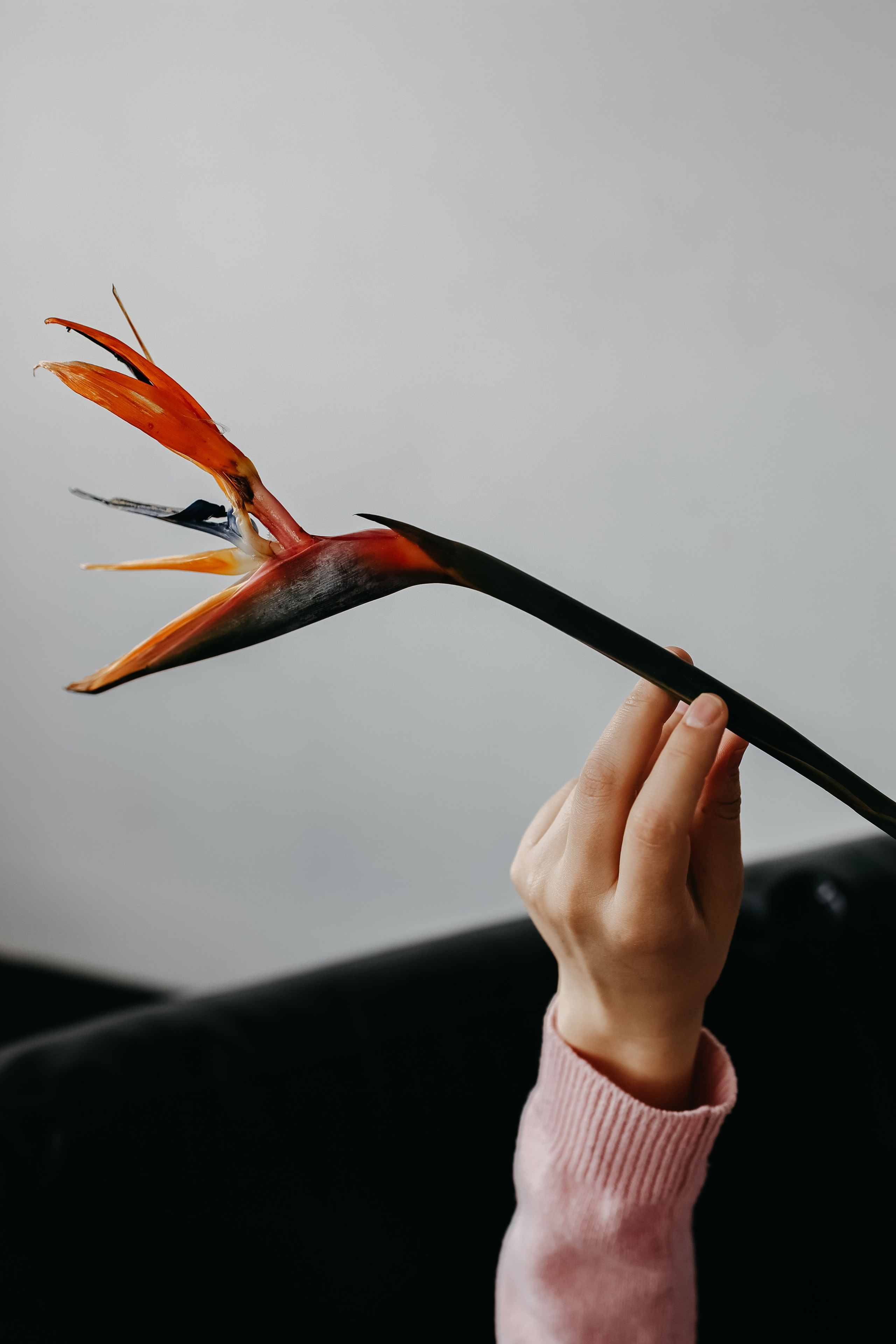 Анастасия. Свадебный и семейный фотограф в Воронеже Ксения Воротникова