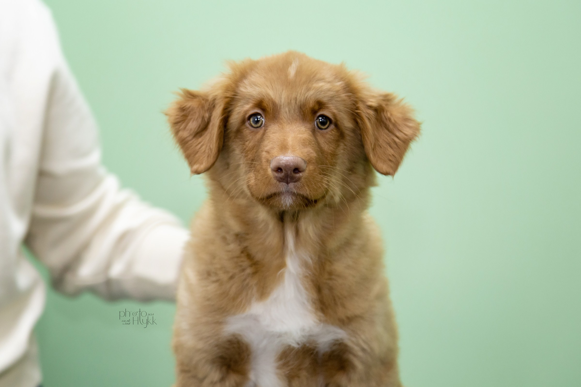 Щенки Толлера. Htykk_photo