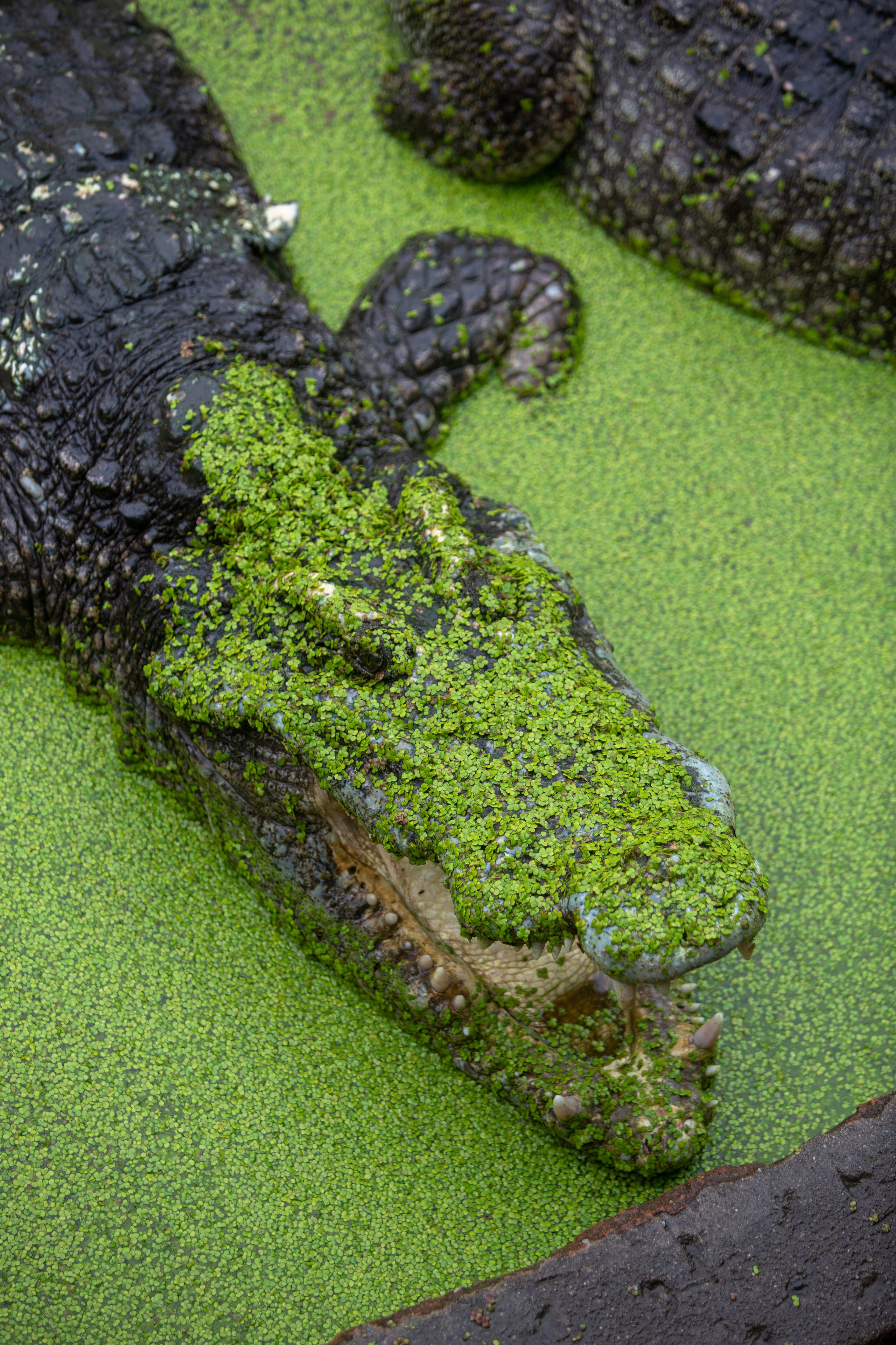 Samut Prakan Crocodile Farm & Zoo. Photographer Sonkina Tatiana (Tanya Ash)