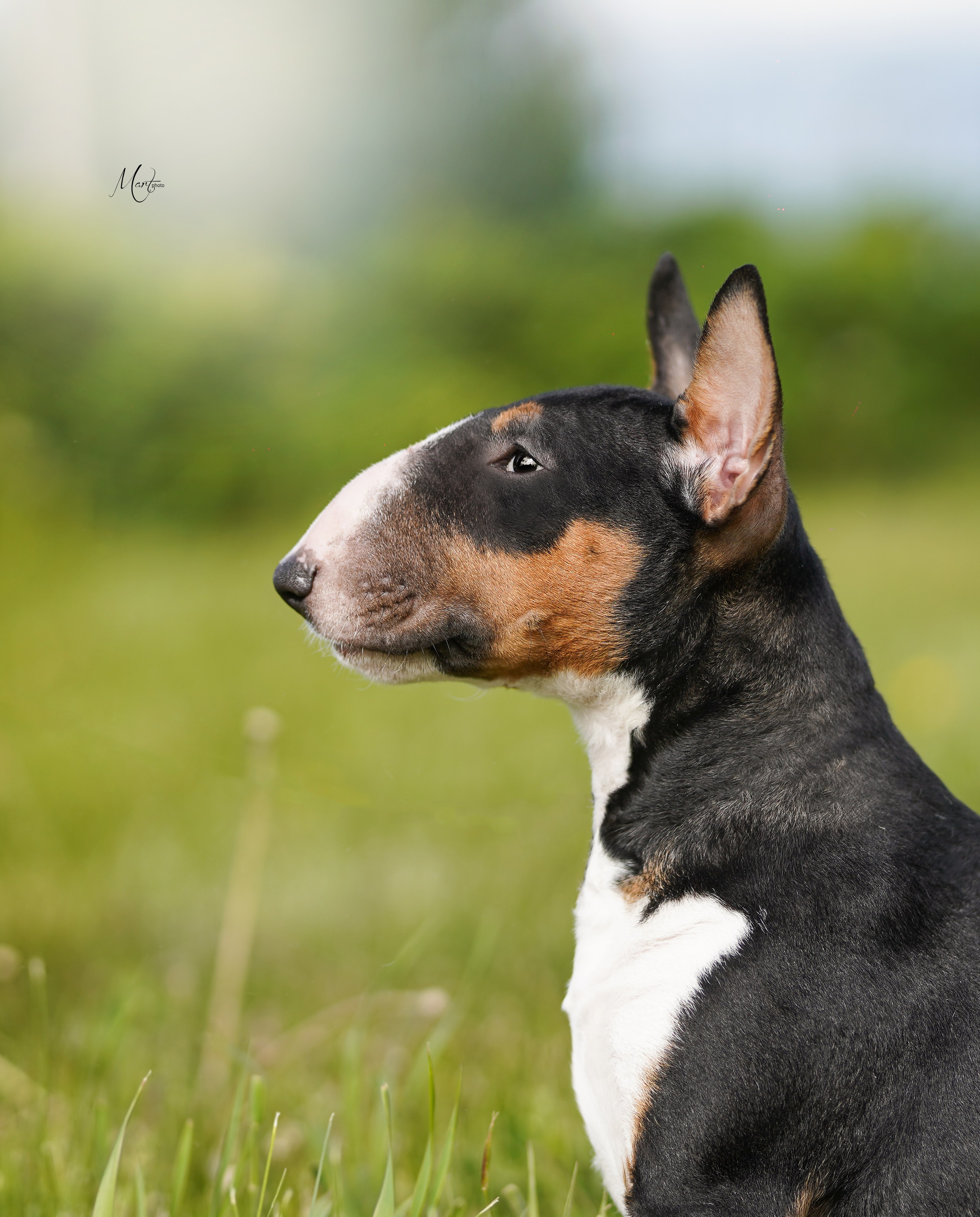 Выставки 2023. Фотограф-анималист в Санкт-Петербурге Яна Мартынова