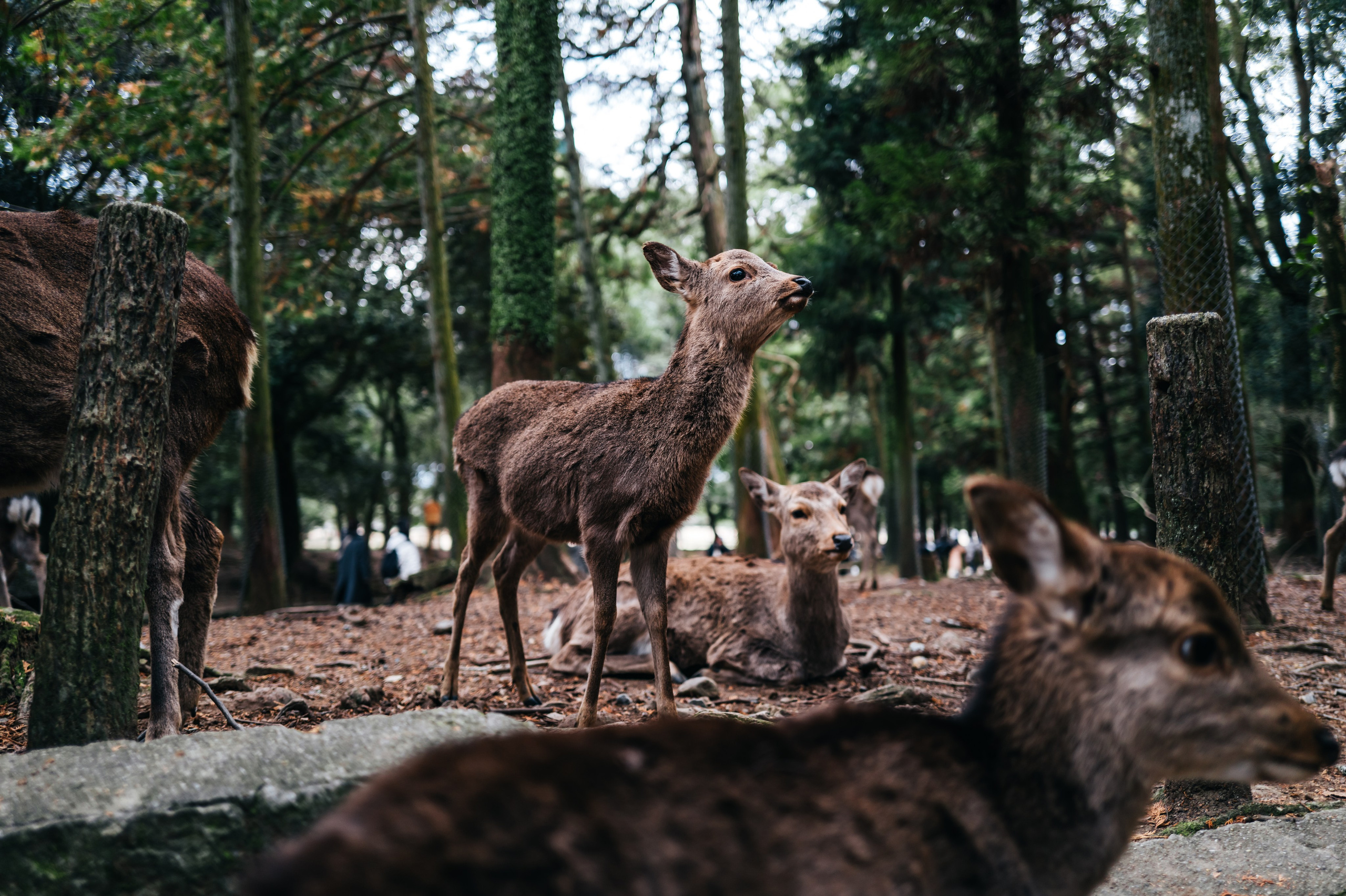 Japan/Япония. @tomrus: Рустам Шагиморданов — фотограф