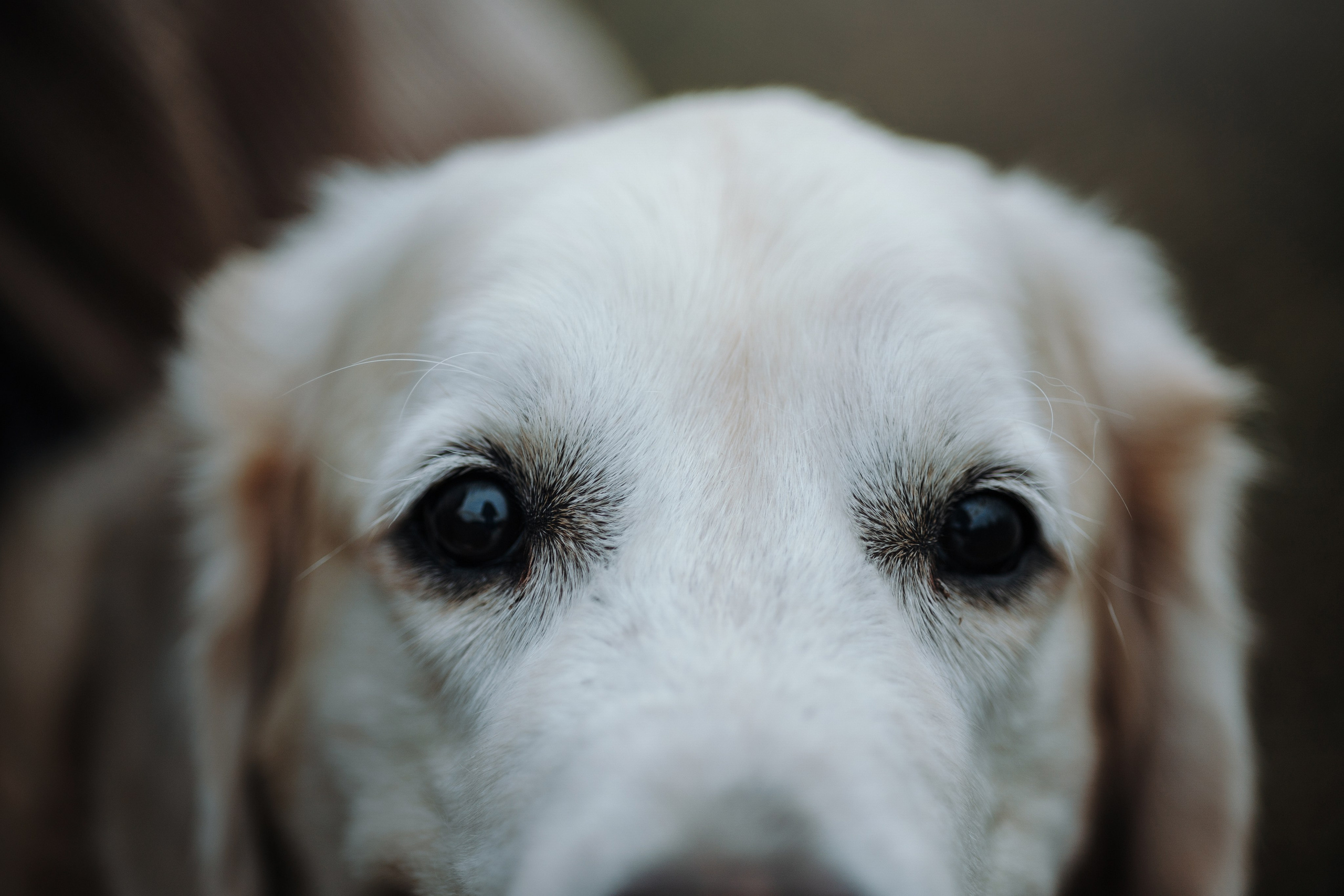 Света и Том. Фотограф — Анималист | Санкт-Петербург