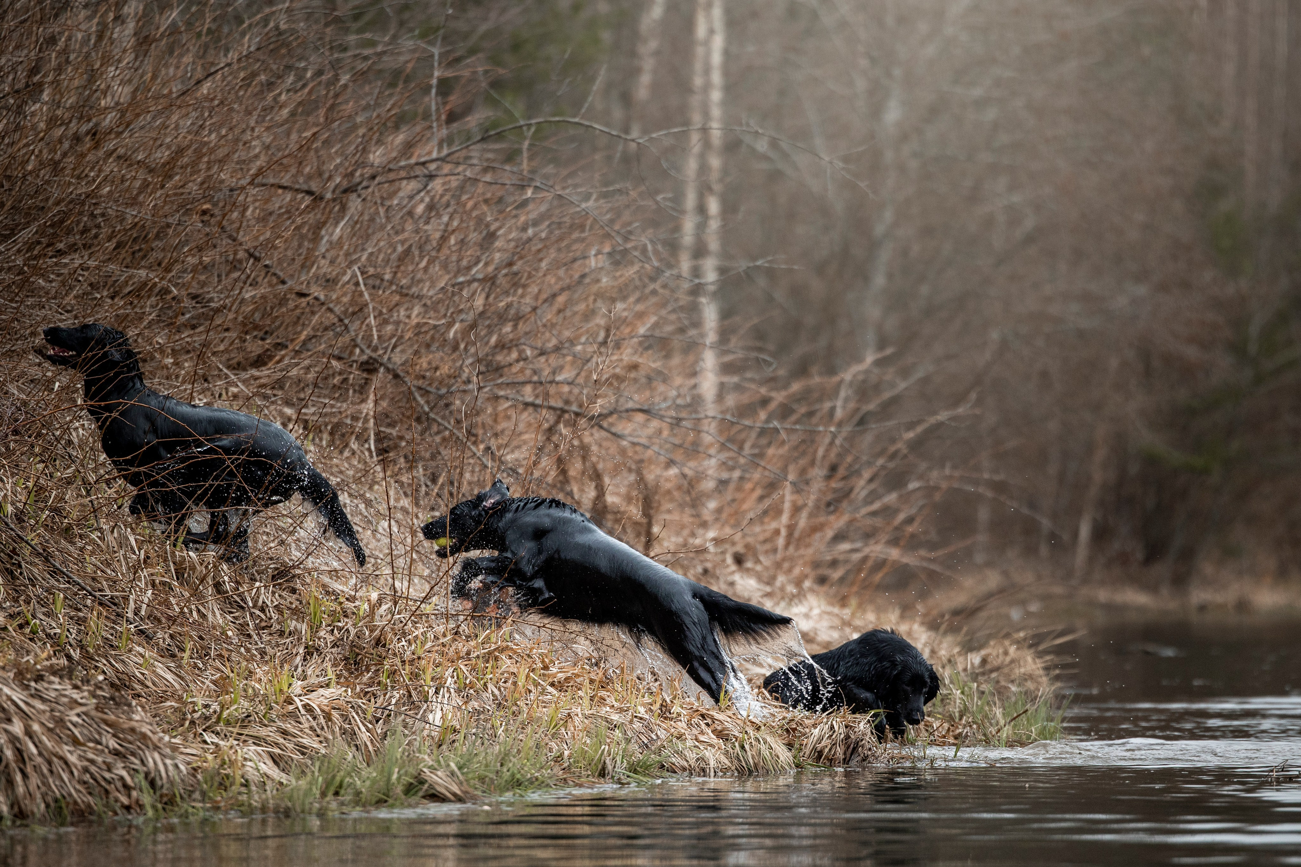 Ора, Ева, Рози и их семья. Фотограф — Анималист | Санкт-Петербург